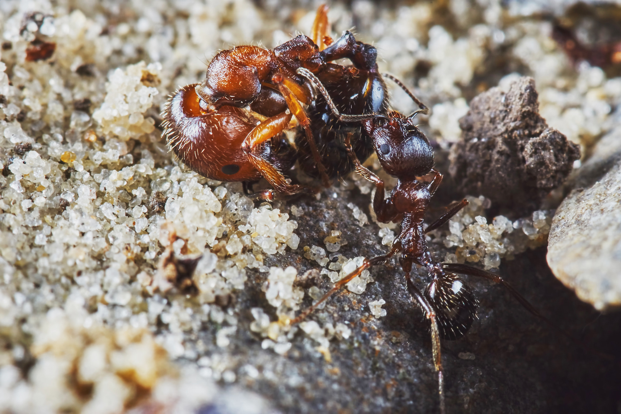 Sony ILCA-77M2 + Tamron SP AF 90mm F2.8 Di Macro sample photo. Ant removes the dead ant photography