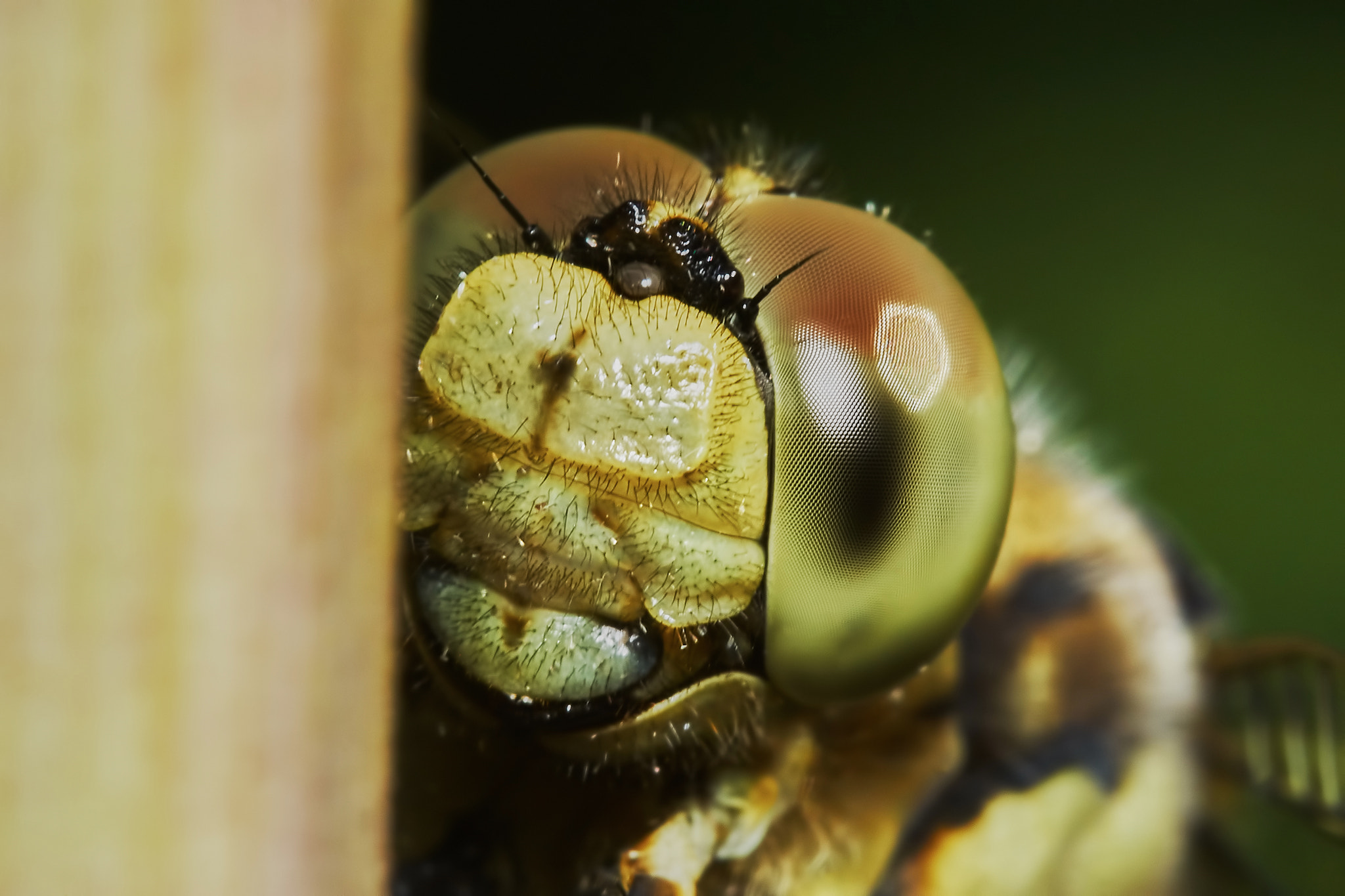 150mm F2.8 sample photo. Portrait of a dragonfly photography