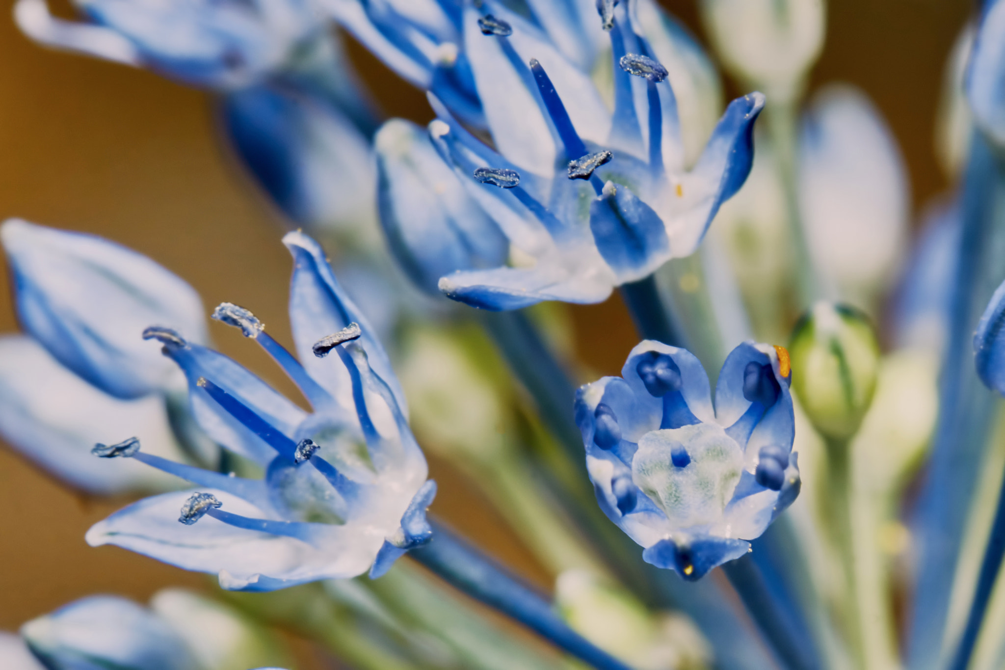 Sony ILCA-77M2 + 150mm F2.8 sample photo. Purple allium flower bulbs photography