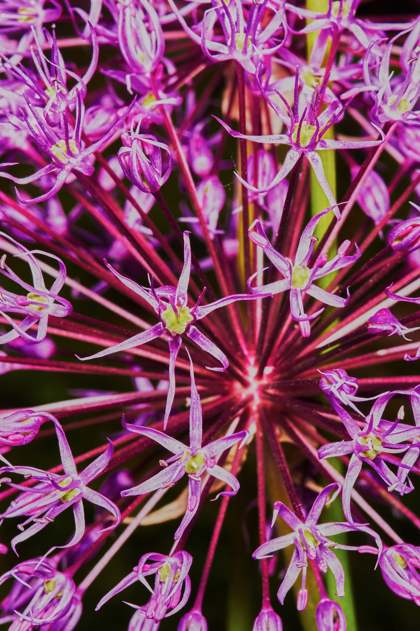 Sony a7 + Tamron SP AF 90mm F2.8 Di Macro sample photo. Purple allium flower bulbs photography