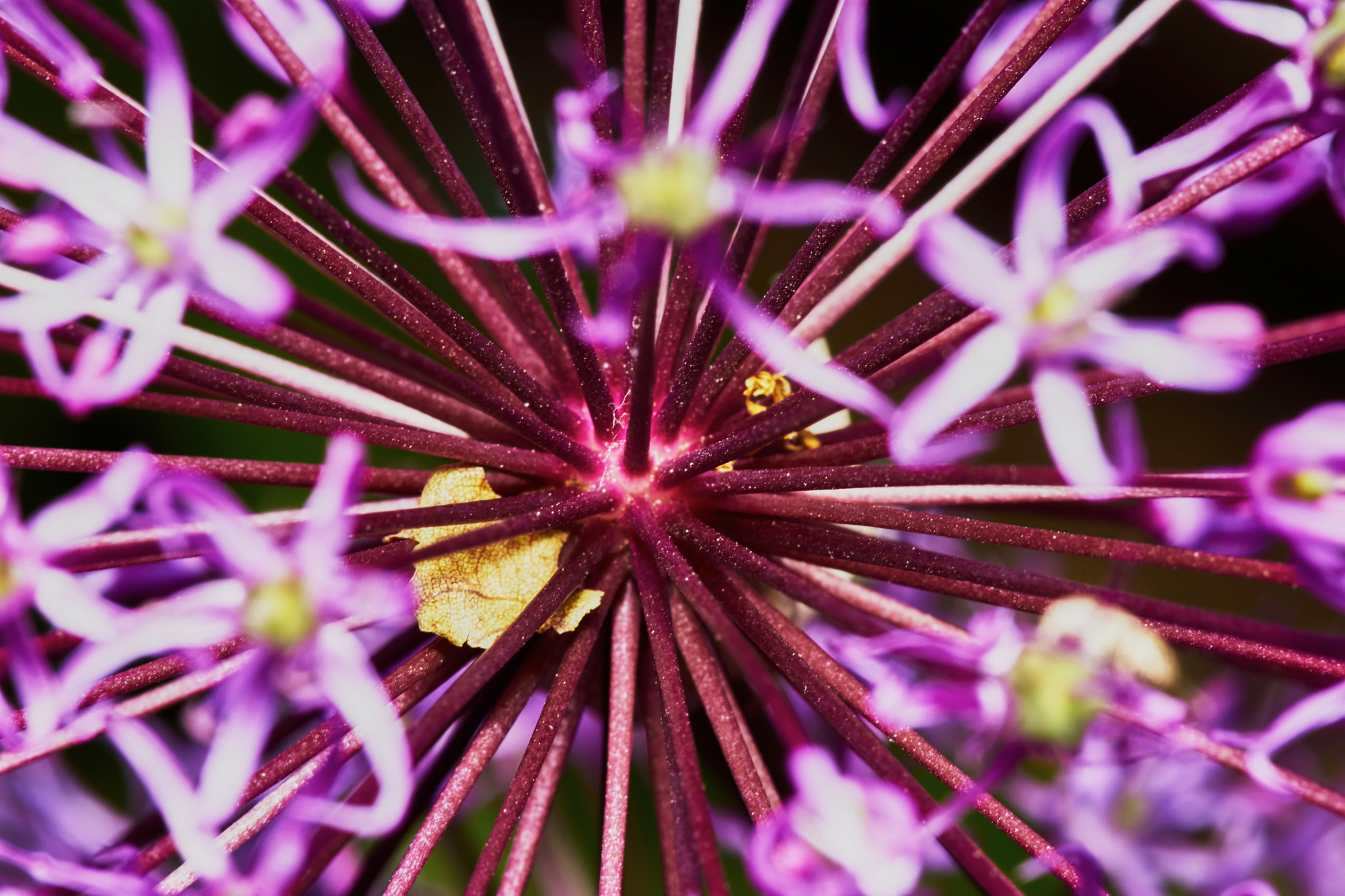 Tamron SP AF 90mm F2.8 Di Macro sample photo. Purple allium flower bulbs photography