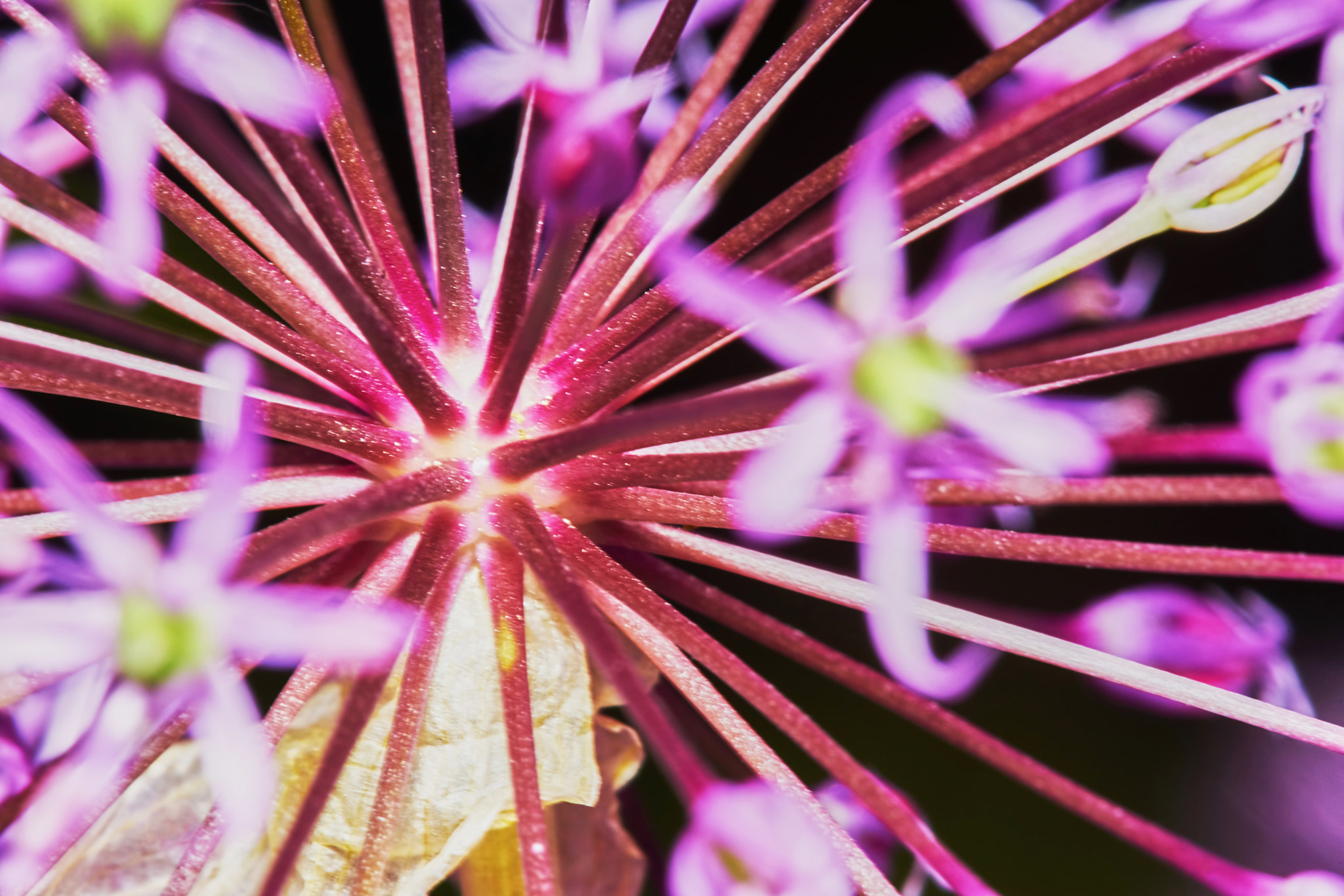 Sony a7 + Tamron SP AF 90mm F2.8 Di Macro sample photo. Purple allium flower bulbs photography