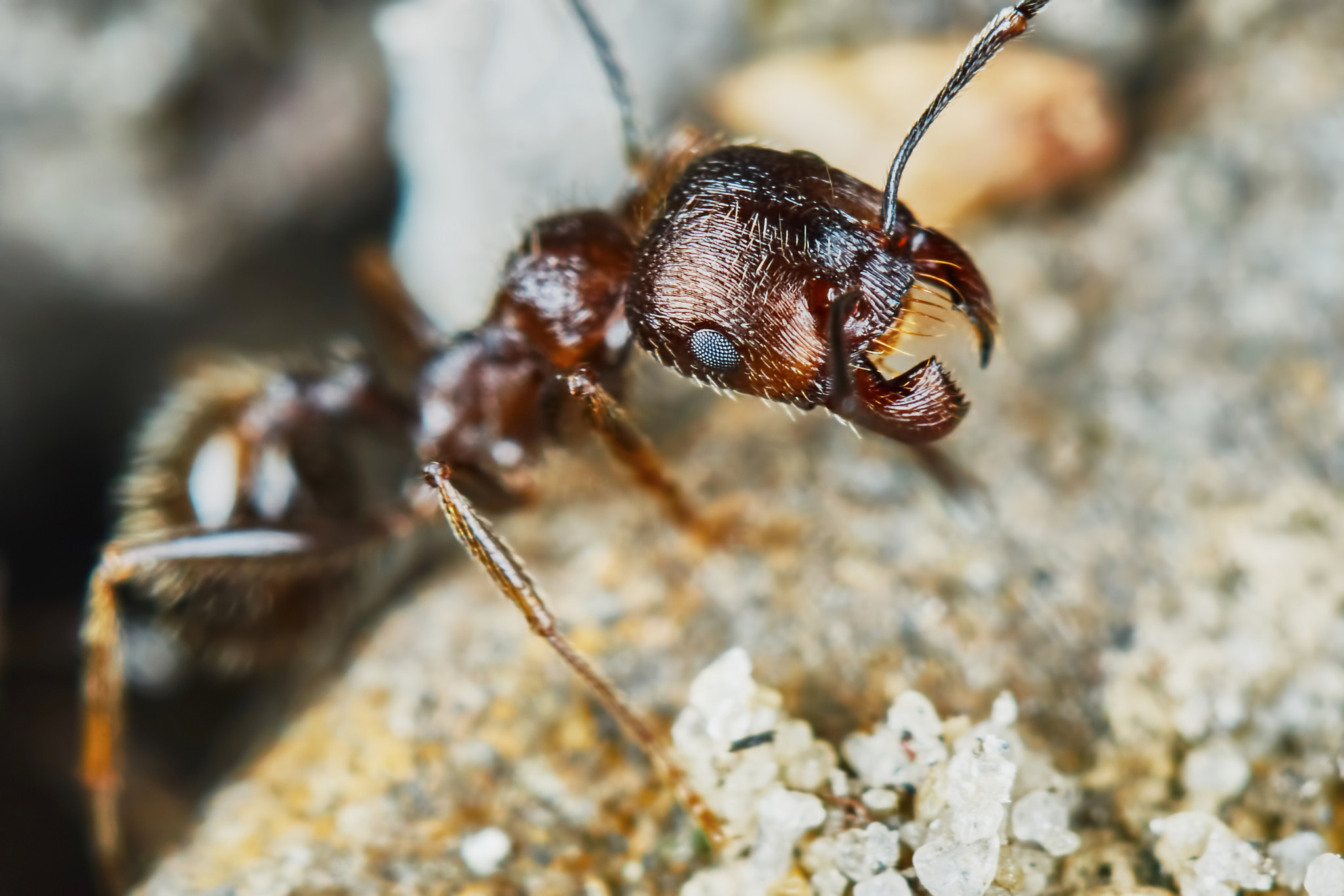 150mm F2.8 sample photo. Ant outside in the garden photography