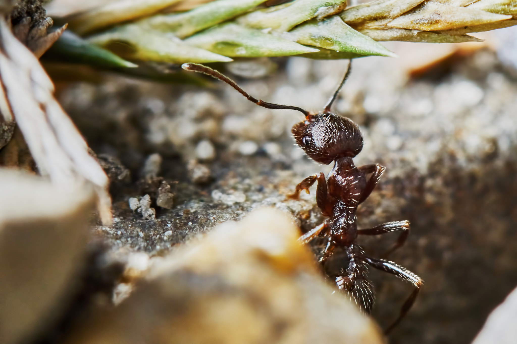 Sony ILCA-77M2 + 150mm F2.8 sample photo. Ant outside in the garden photography