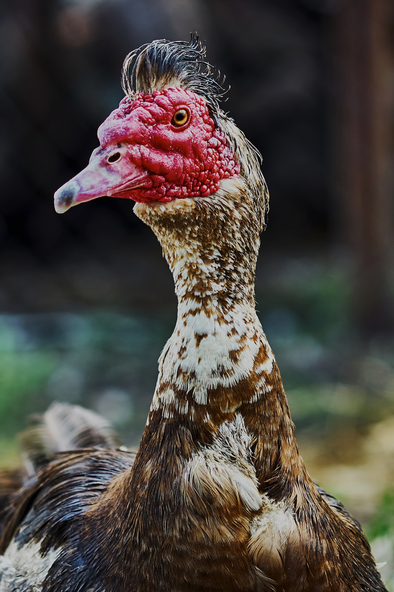 Sony Sonnar T* 135mm F1.8 ZA sample photo. Portrait of musk duck photography