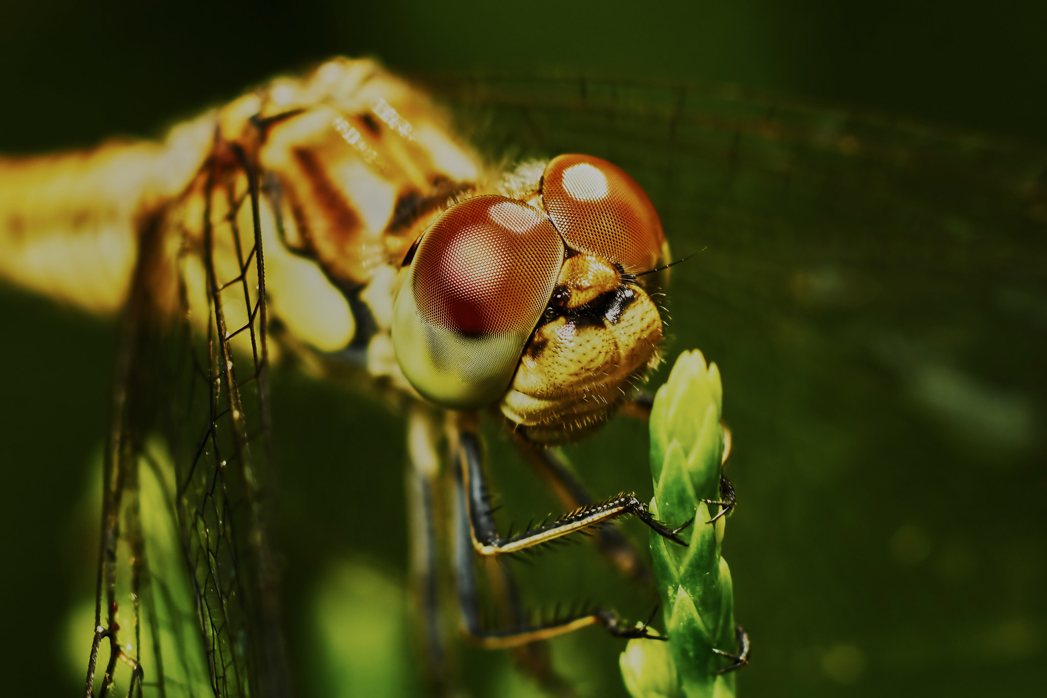 Sony ILCA-77M2 + Tamron SP AF 90mm F2.8 Di Macro sample photo. Portrait of a dragonfly photography