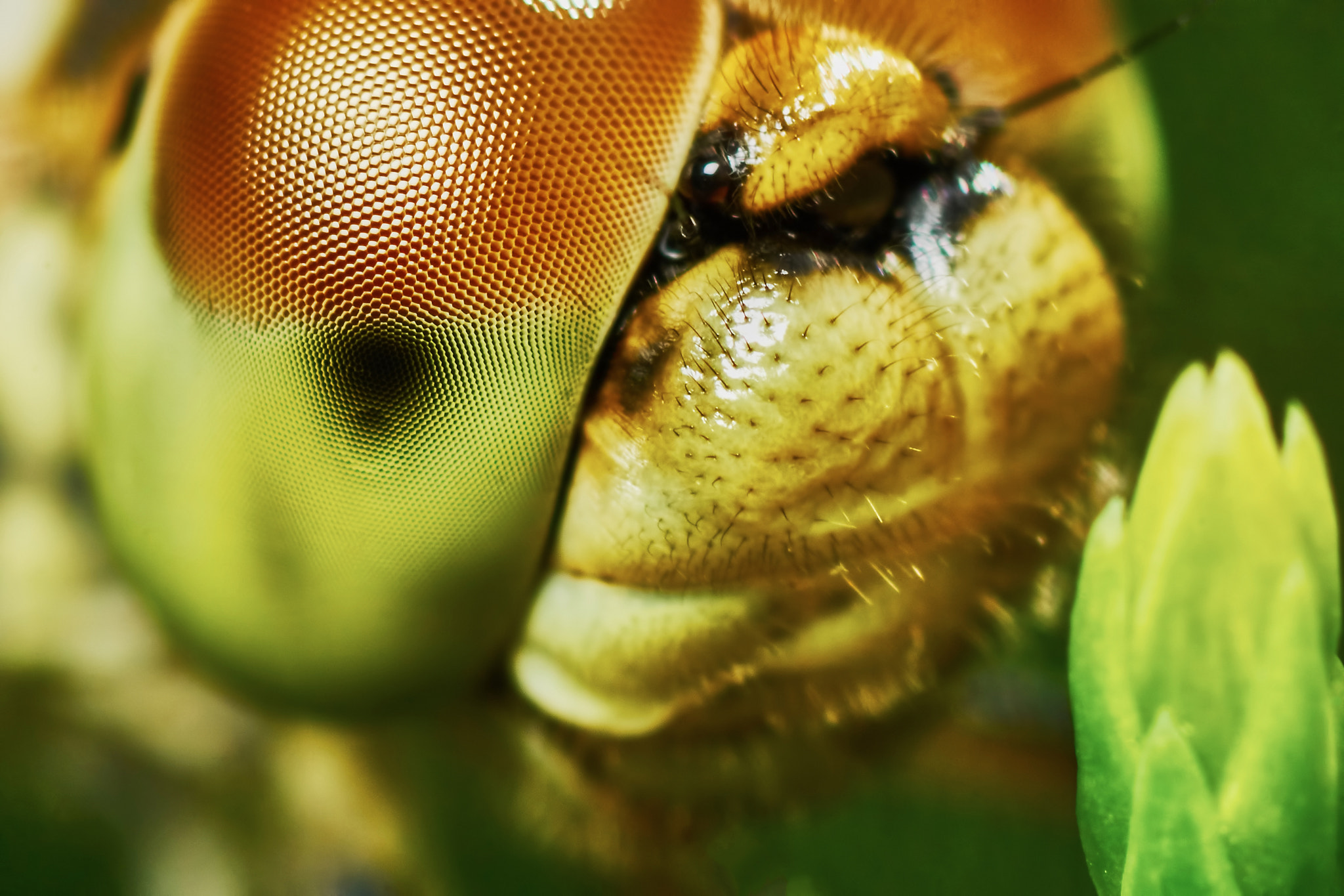 Sony ILCA-77M2 + Tamron SP AF 90mm F2.8 Di Macro sample photo. Portrait of a dragonfly photography