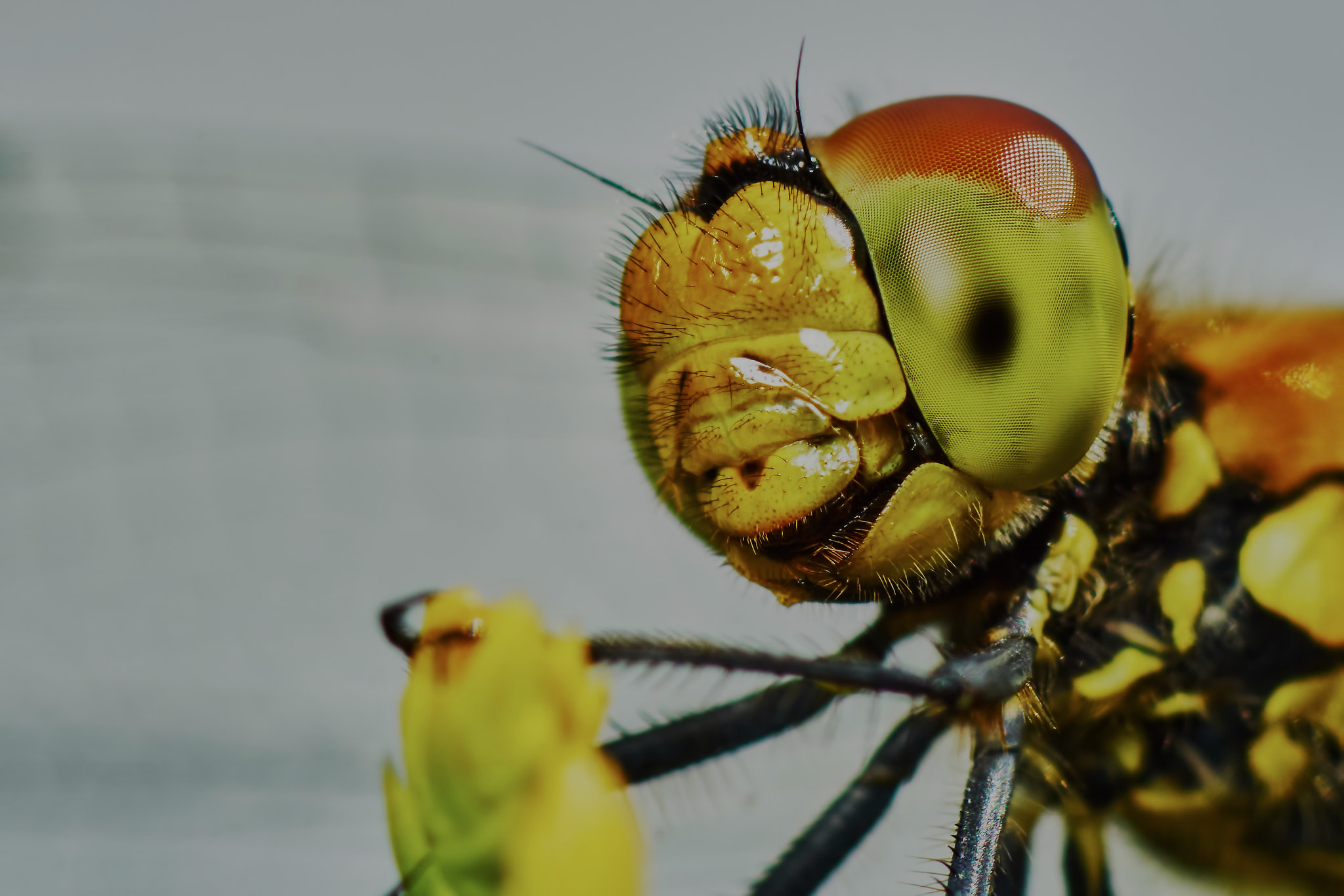 Sony ILCA-77M2 + Tamron SP AF 90mm F2.8 Di Macro sample photo. Portrait of a dragonfly photography