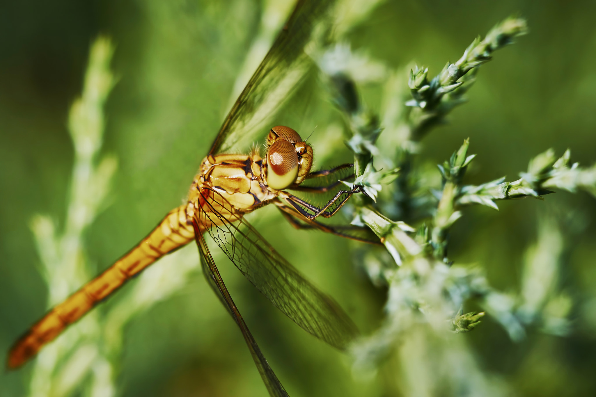 Sony ILCA-77M2 + 150mm F2.8 sample photo. Portrait of a dragonfly photography