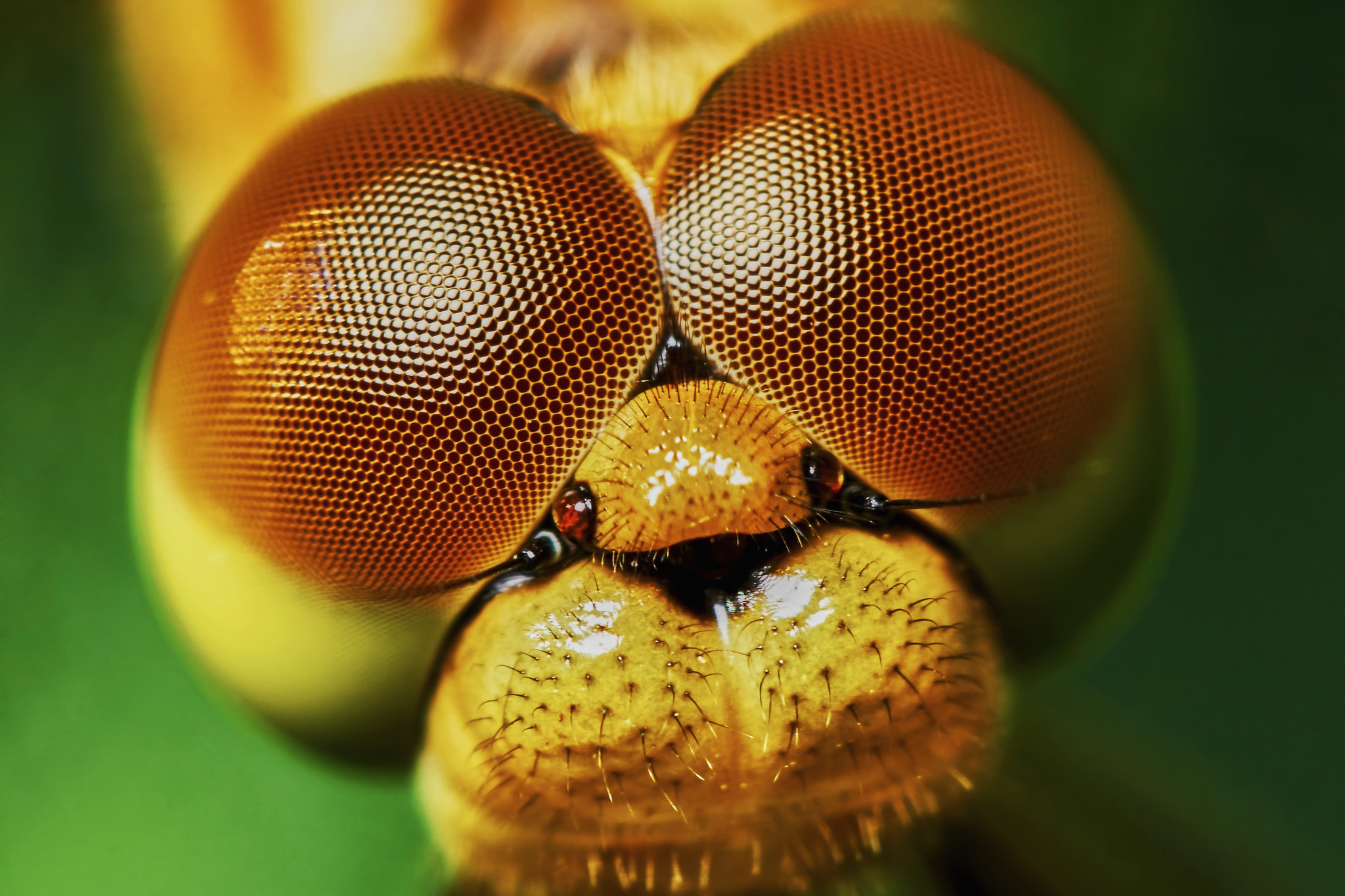 Sony ILCA-77M2 + 150mm F2.8 sample photo. Portrait of a dragonfly photography