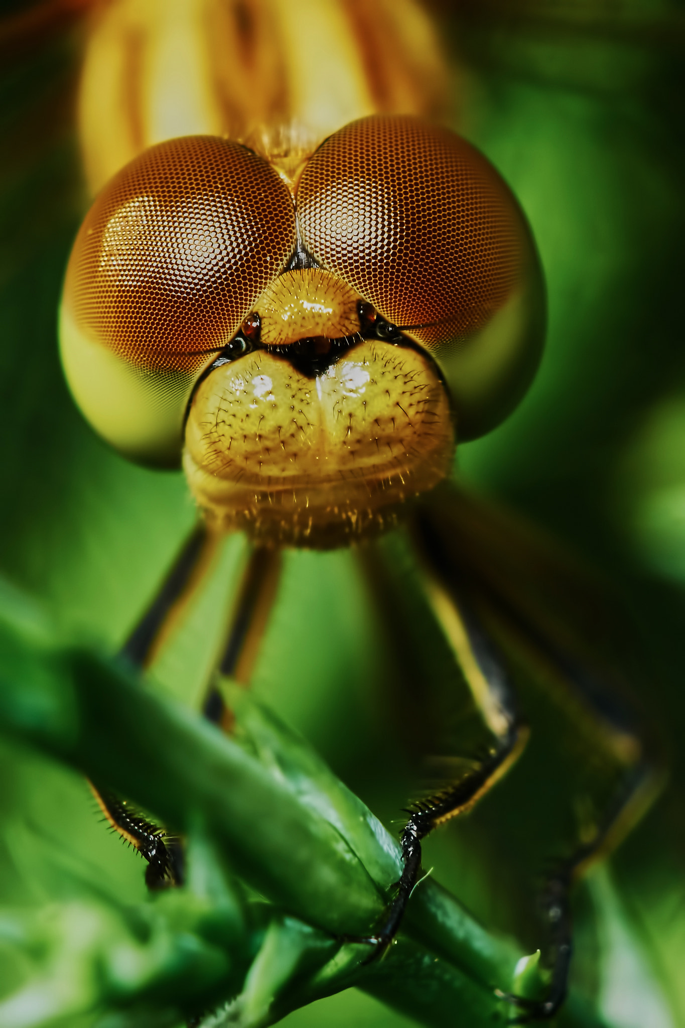 150mm F2.8 sample photo. Portrait of a dragonfly photography