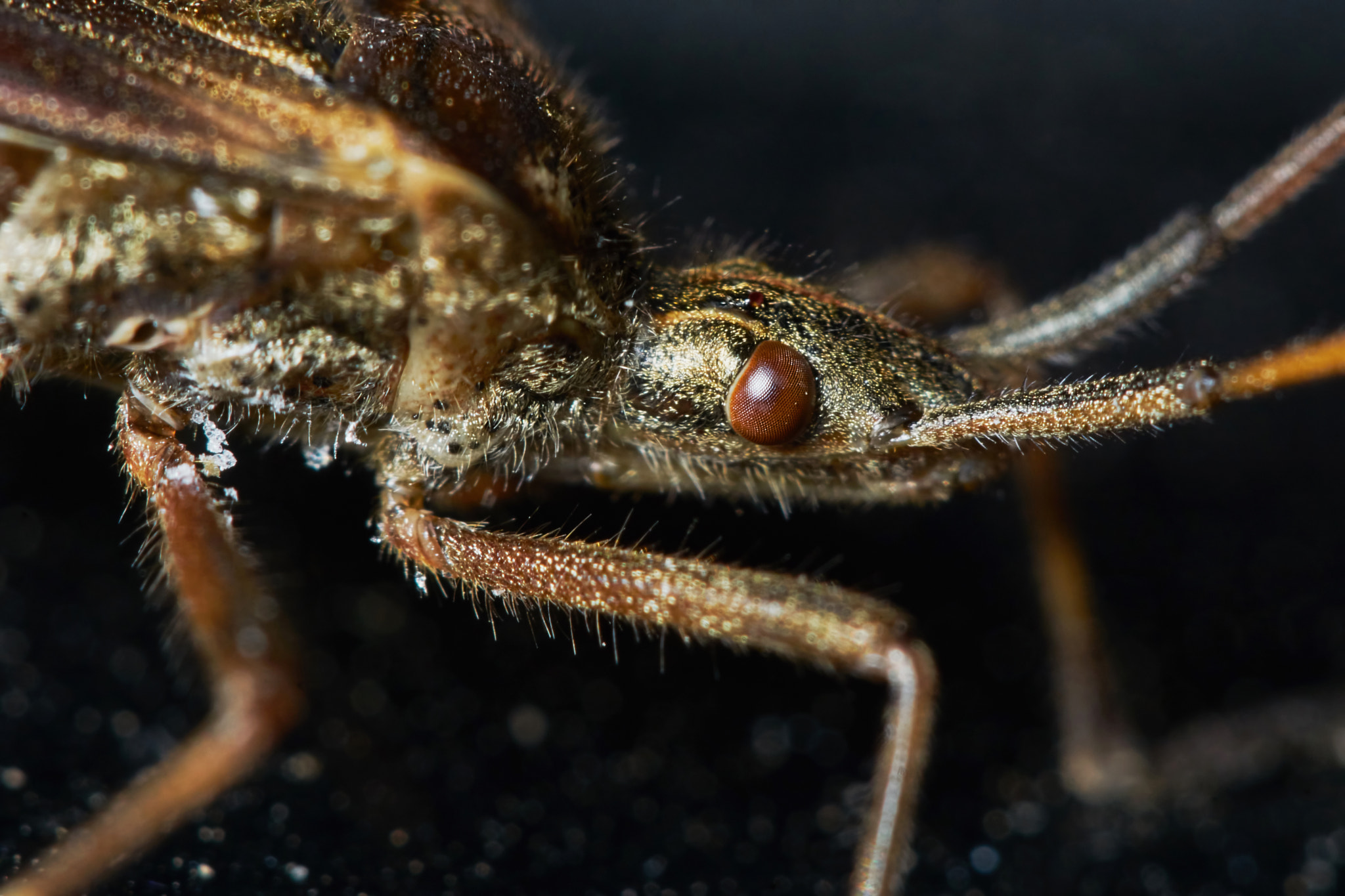 Sony ILCA-77M2 + 150mm F2.8 sample photo. Little brown grasshopper photography