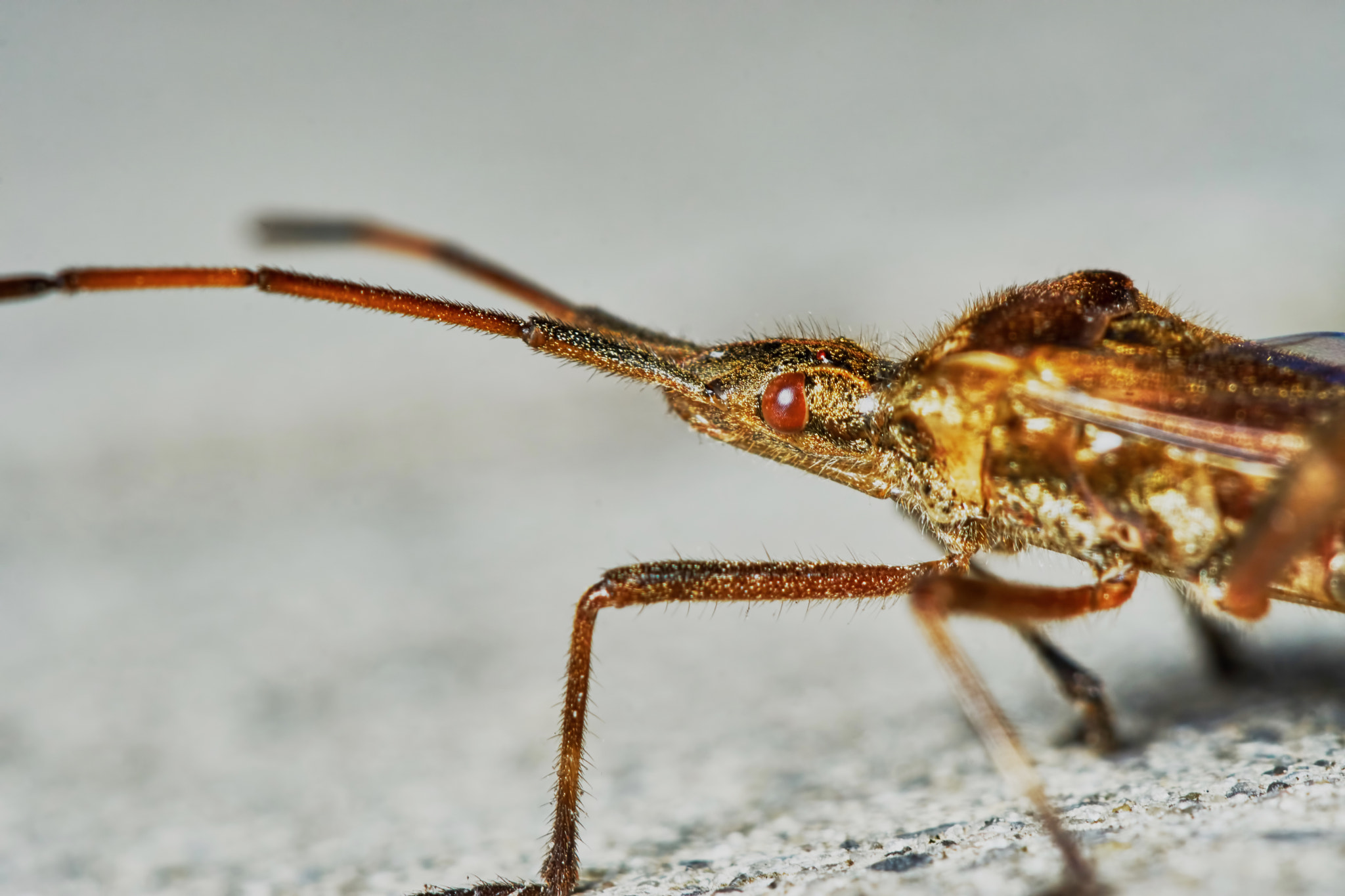 Sony ILCA-77M2 + 150mm F2.8 sample photo. Little brown grasshopper photography