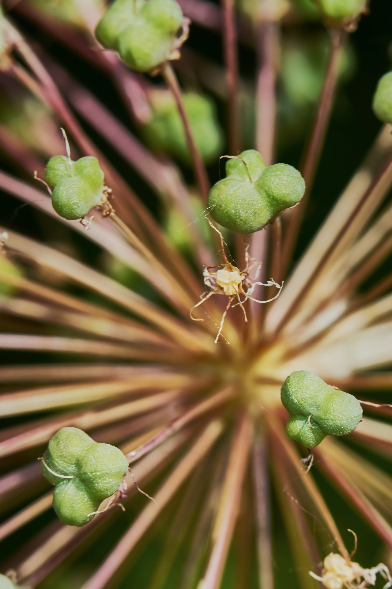 150mm F2.8 sample photo. Purple allium flower bulbs photography