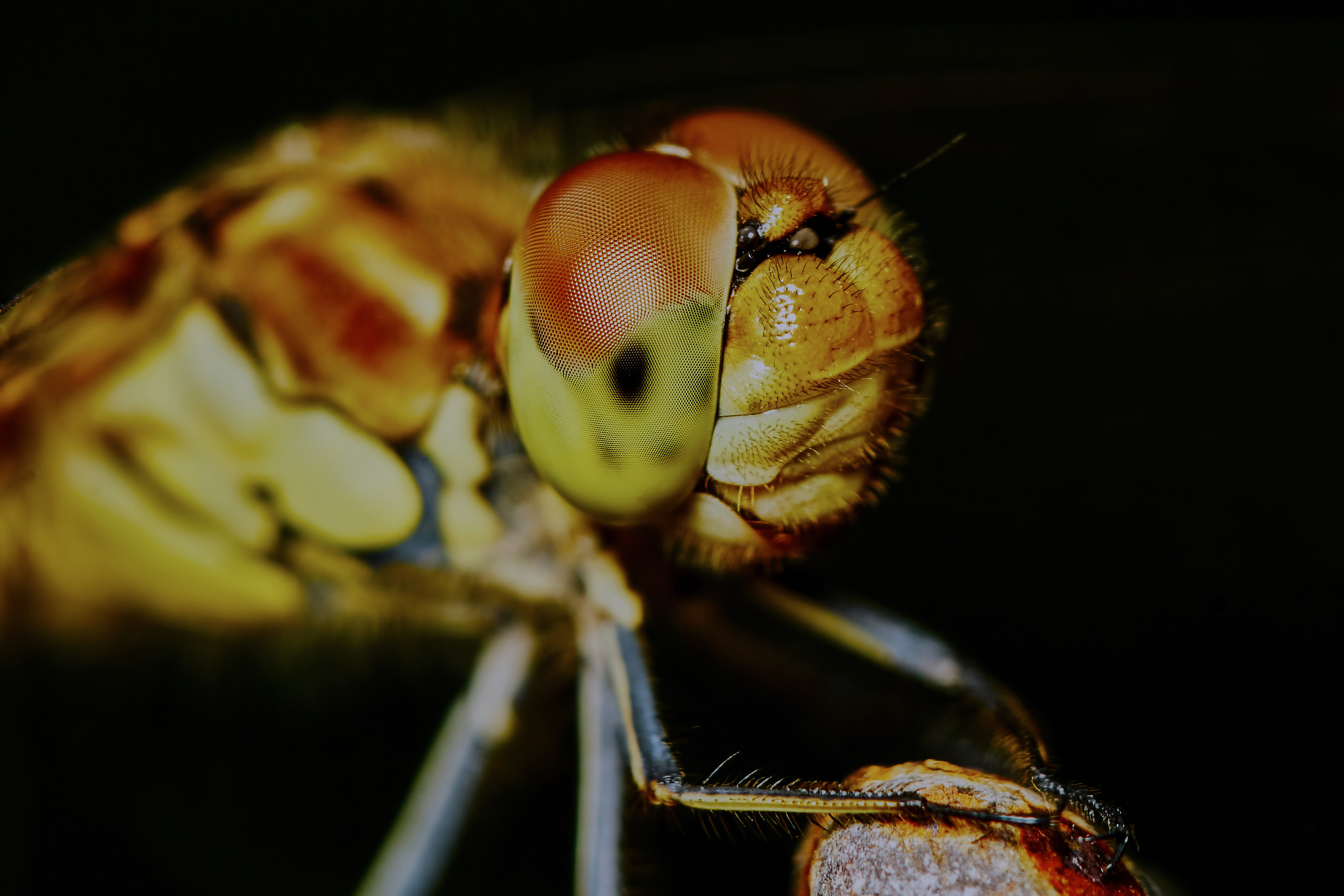 Sony ILCA-77M2 + 150mm F2.8 sample photo. Portrait of a dragonfly photography