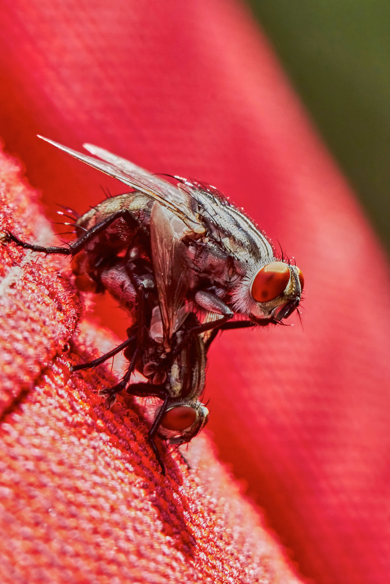 Sony ILCA-77M2 + 150mm F2.8 sample photo. Two flies making love photography