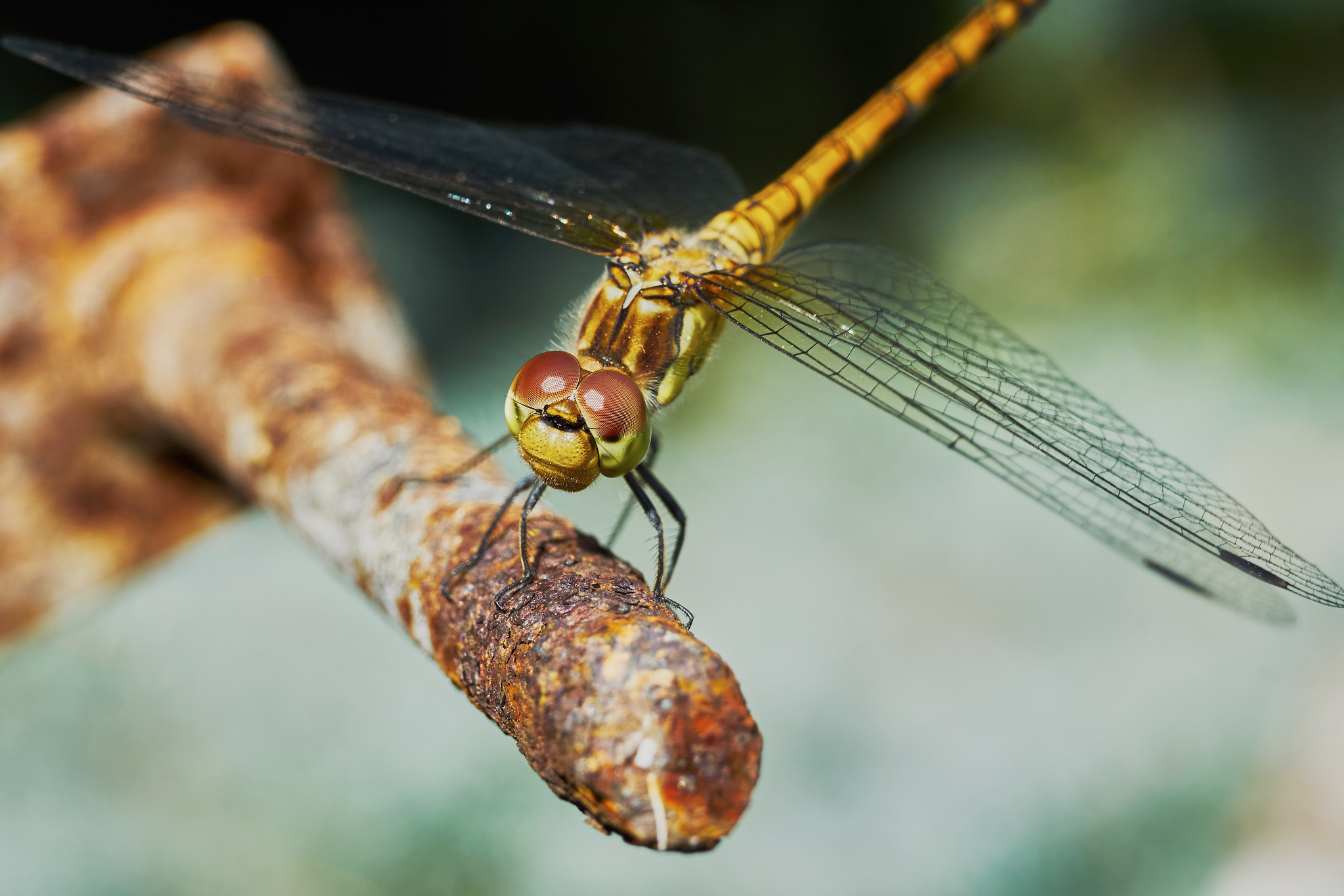 Sony ILCA-77M2 + 35mm F1.4 sample photo. Portrait of a dragonfly photography