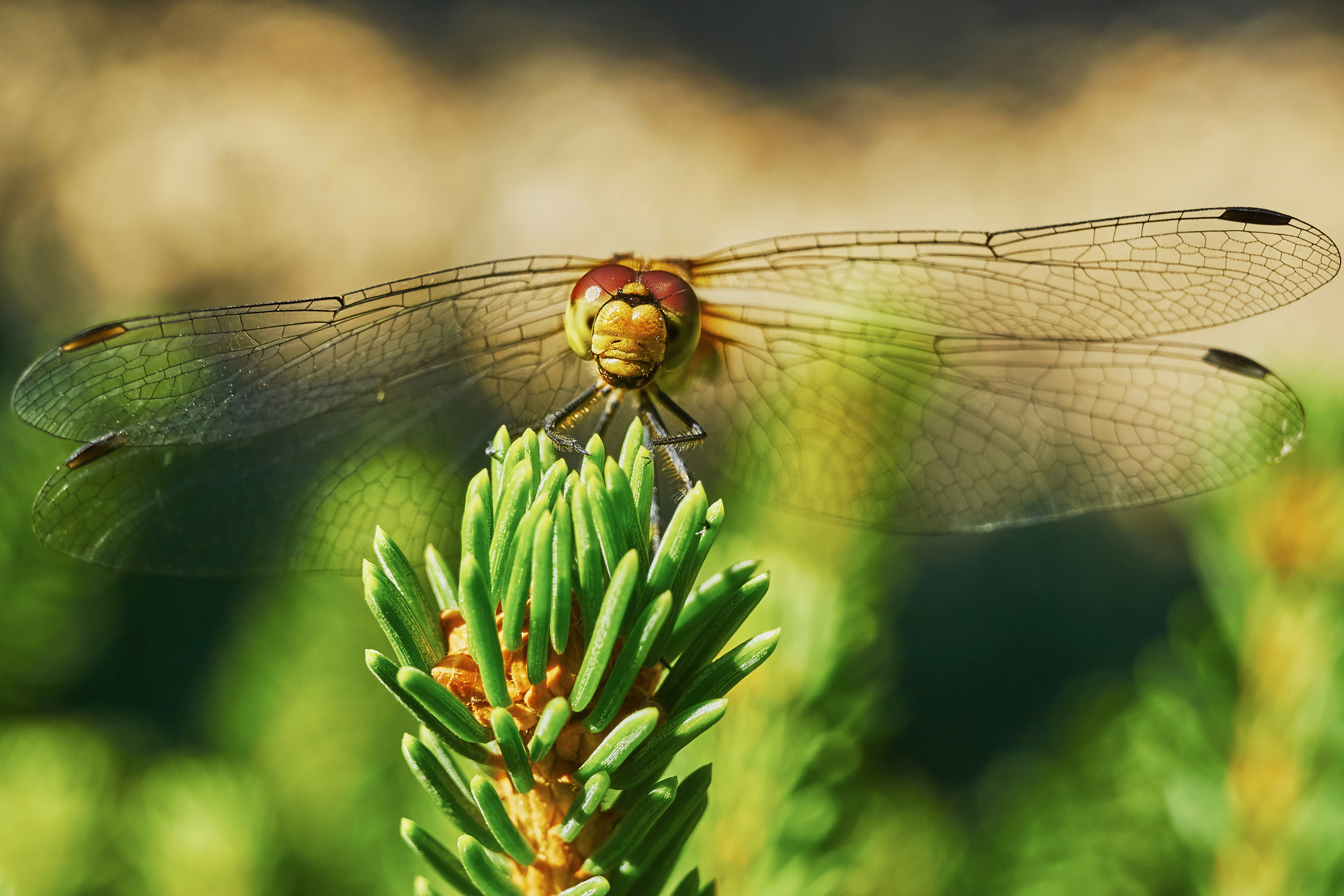 Sony ILCA-77M2 + 35mm F1.4 sample photo. Portrait of a dragonfly photography