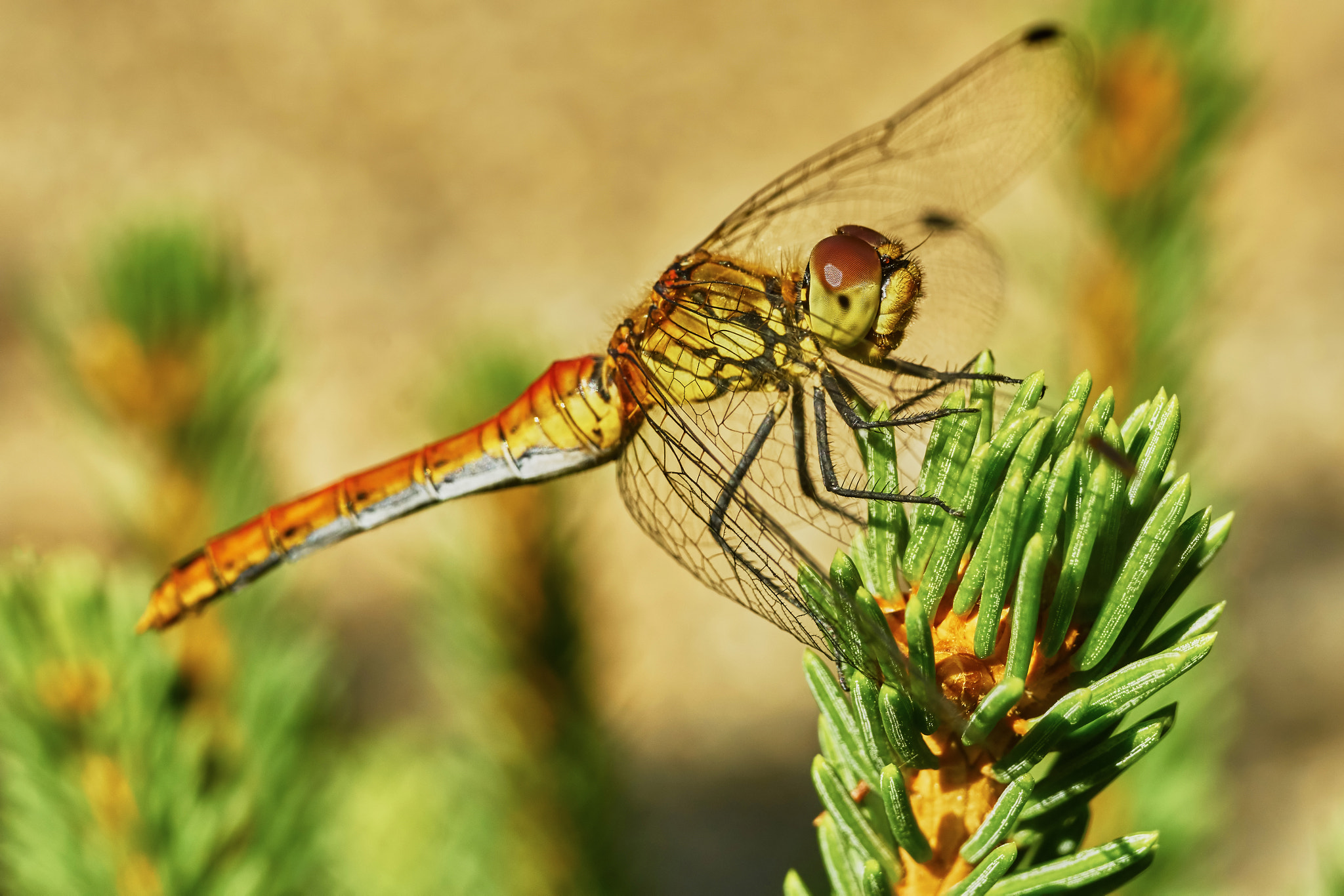 Sony ILCA-77M2 + 35mm F1.4 sample photo. Portrait of a dragonfly photography