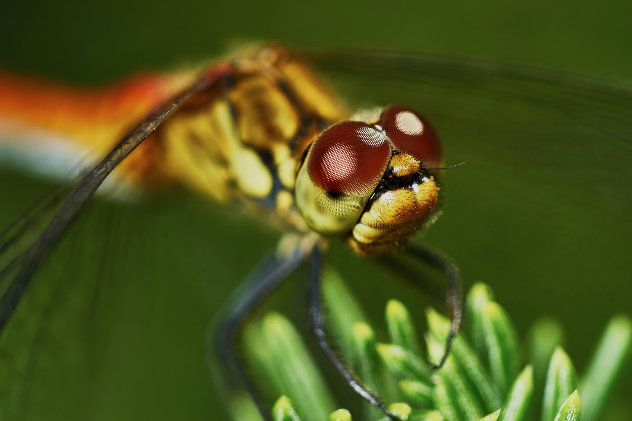 Sony ILCA-77M2 + 150mm F2.8 sample photo. Portrait of a dragonfly photography