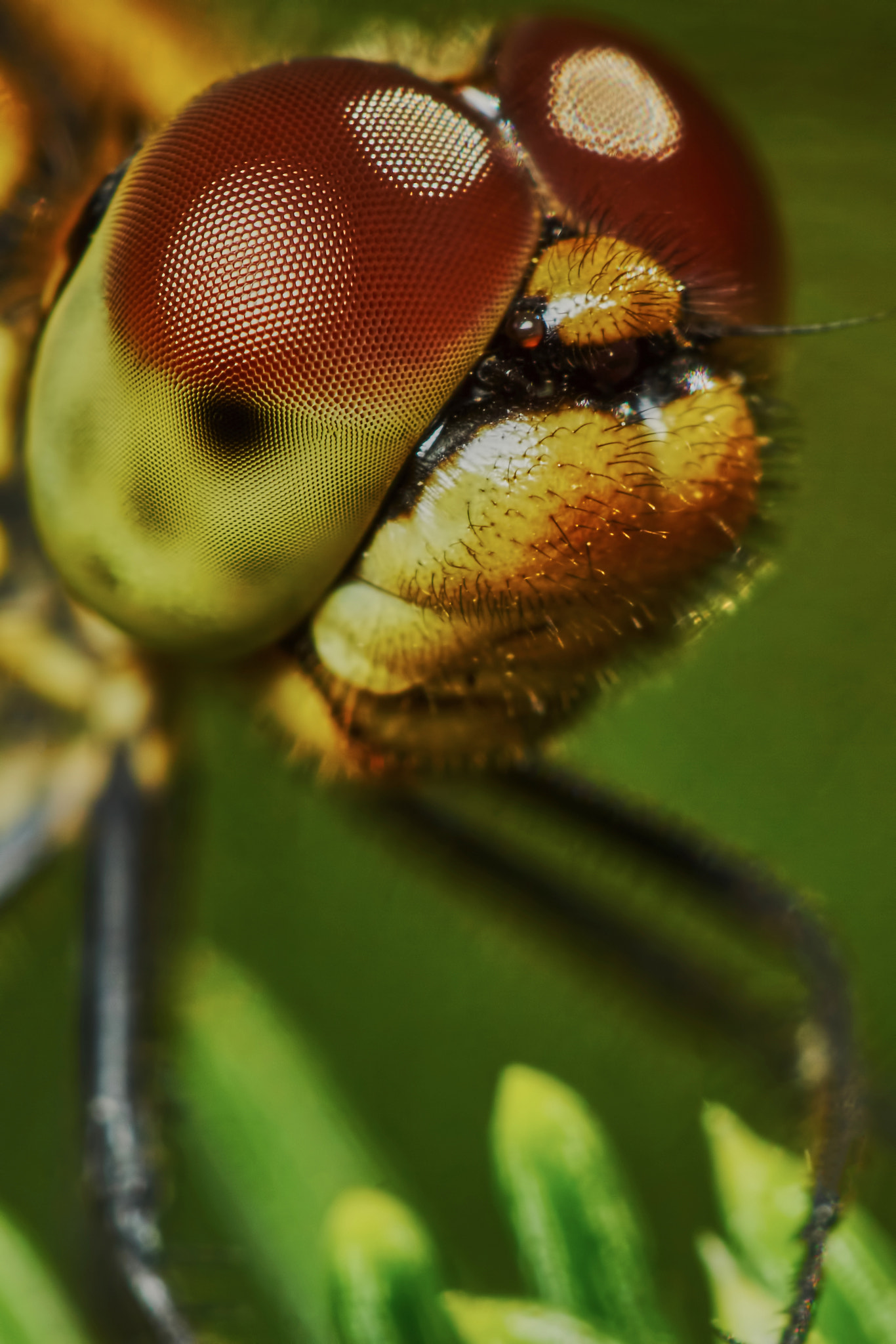 Sony ILCA-77M2 + 150mm F2.8 sample photo. Portrait of a dragonfly photography