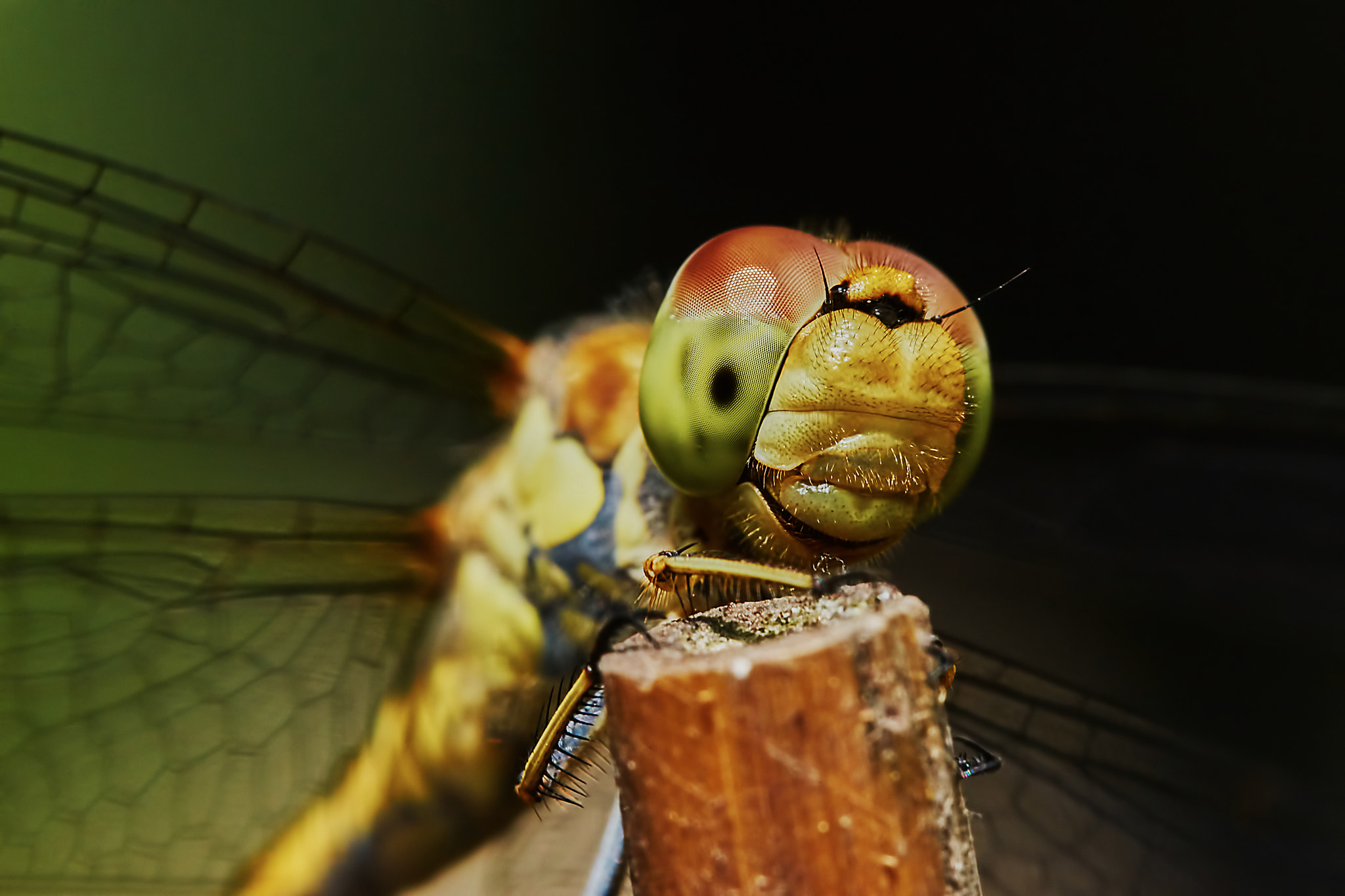 150mm F2.8 sample photo. Portrait of a dragonfly photography