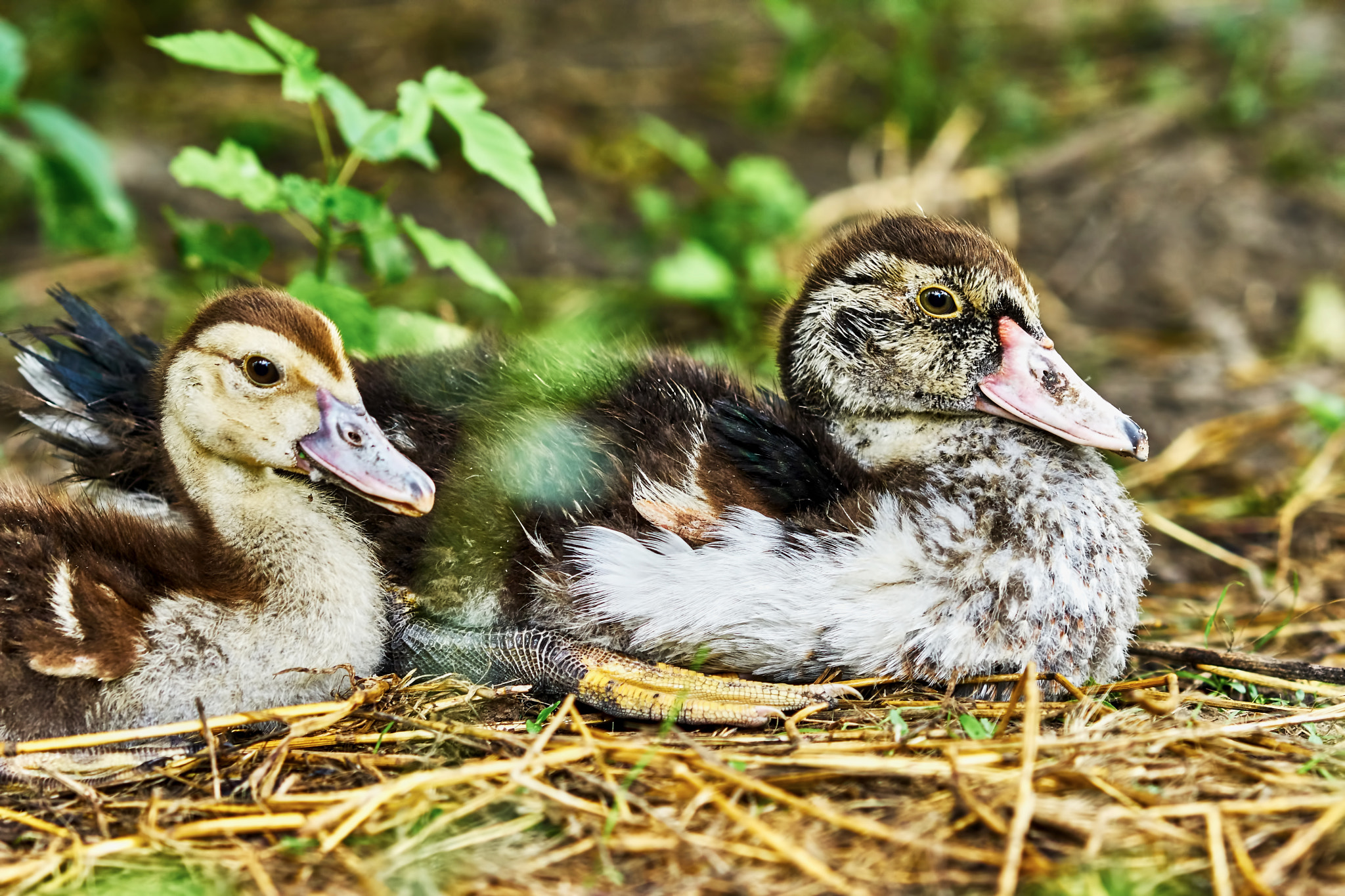 Sony Sonnar T* 135mm F1.8 ZA sample photo. Two wonderful duck photography