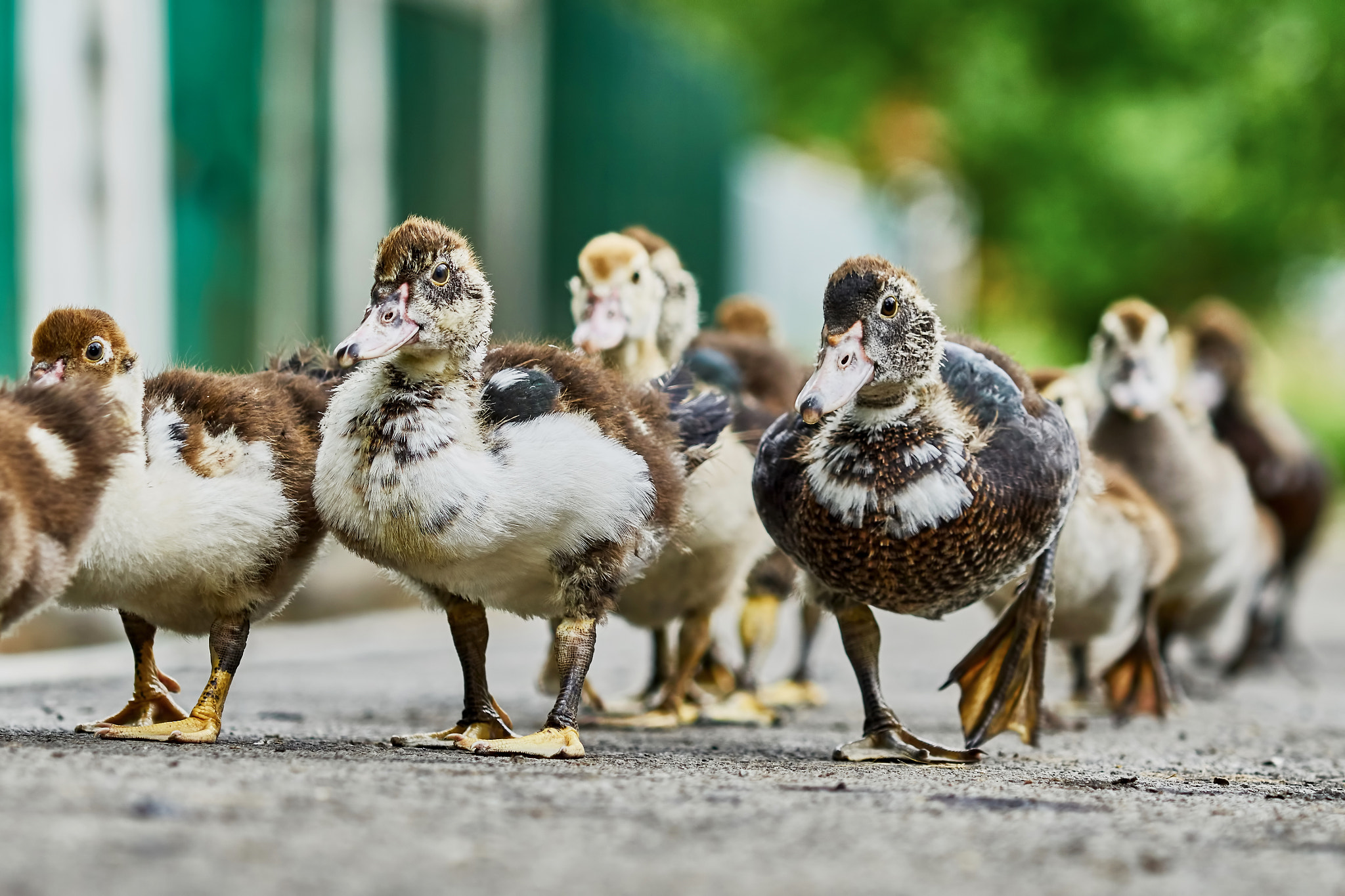 Sony Sonnar T* 135mm F1.8 ZA sample photo. Duck brood photography