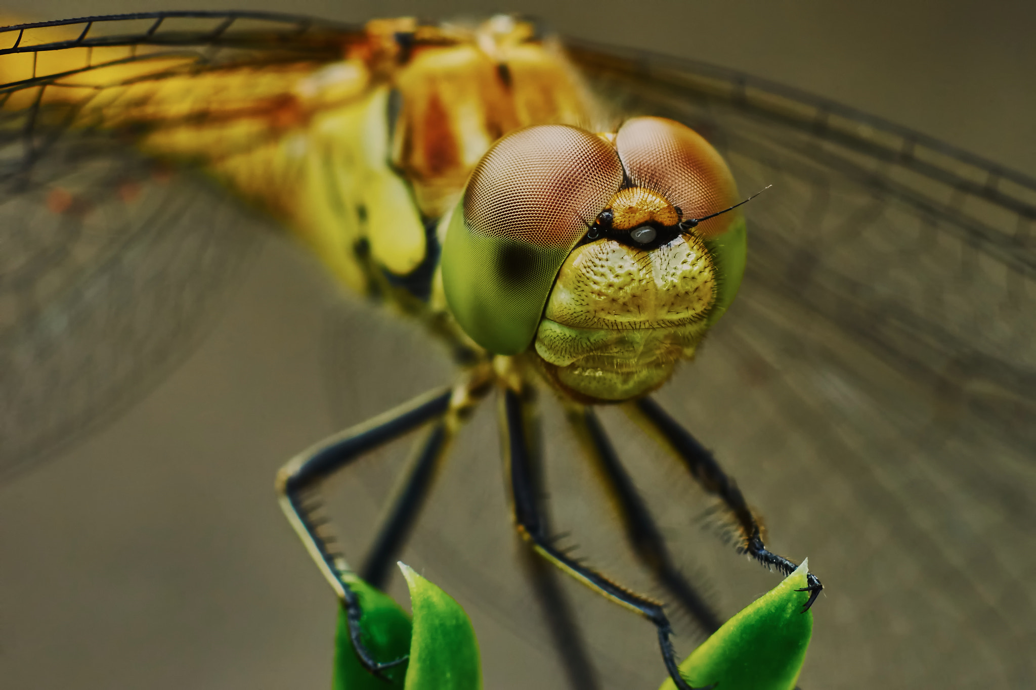 Sony a7 + Tamron SP AF 90mm F2.8 Di Macro sample photo. Portrait of a dragonfly photography