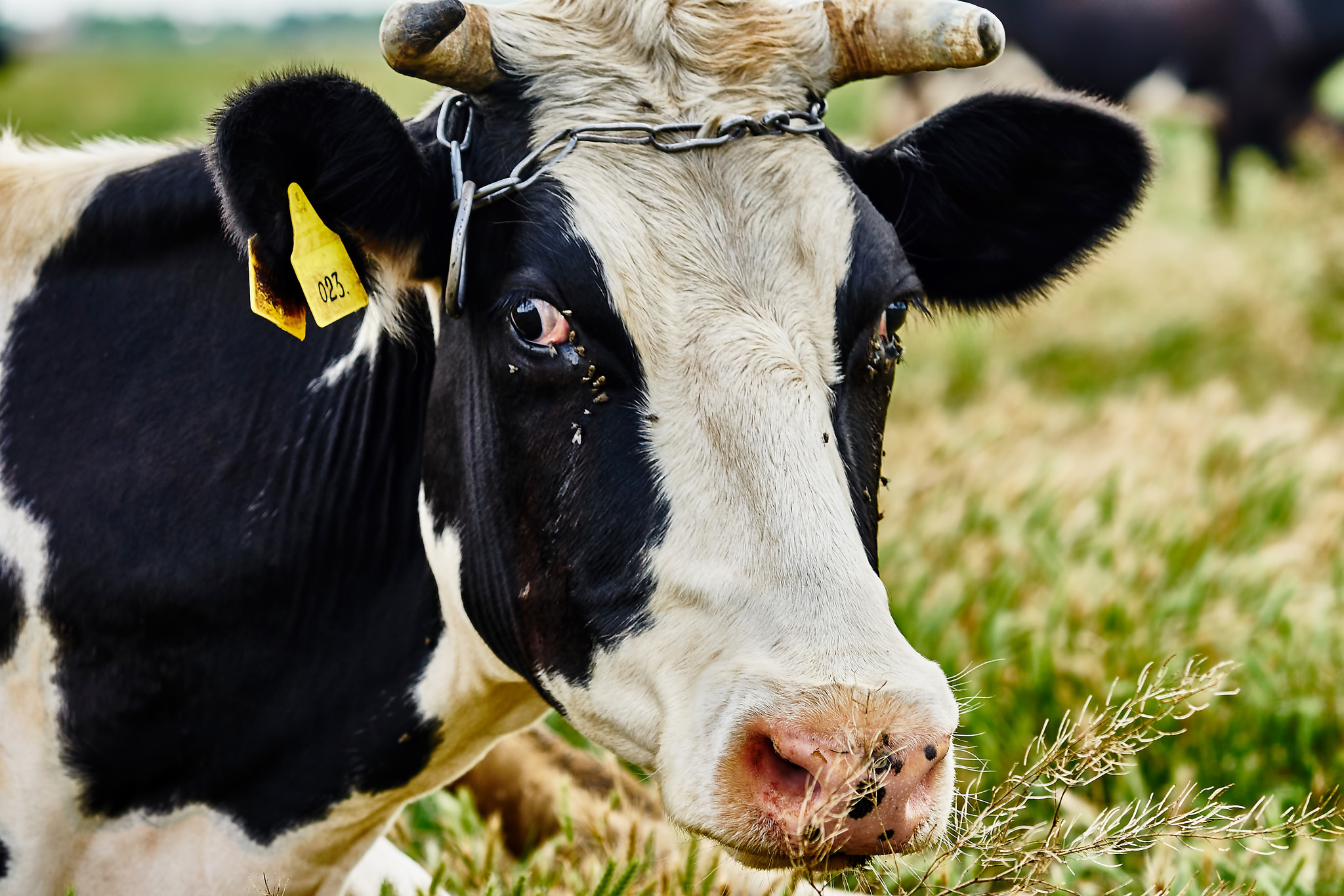 Sony Sonnar T* 135mm F1.8 ZA sample photo. Cow photography
