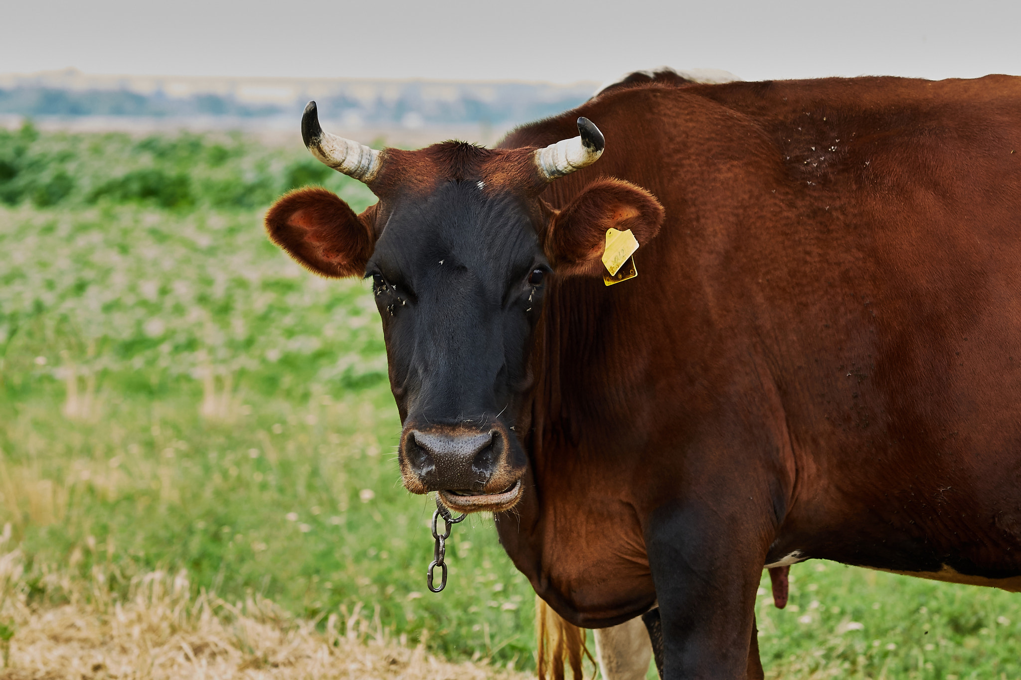 Sony Sonnar T* 135mm F1.8 ZA sample photo. Cow photography