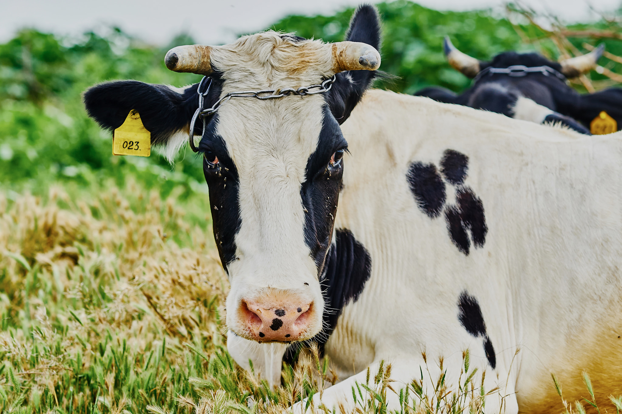 Sony Sonnar T* 135mm F1.8 ZA sample photo. Cow photography