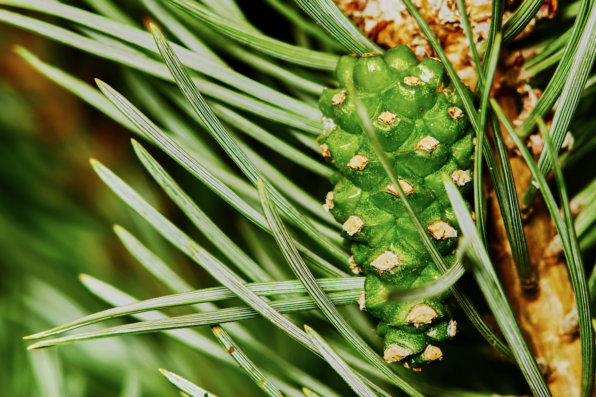 Sony a7 + Tamron SP AF 90mm F2.8 Di Macro sample photo. Emerging fir cone photography