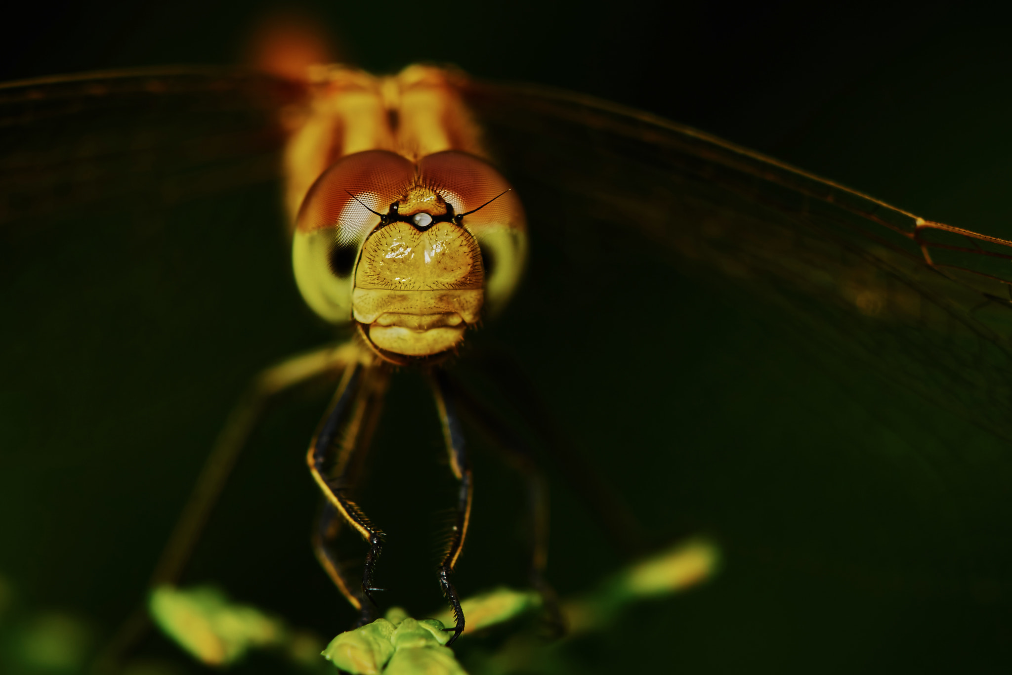 150mm F2.8 sample photo. Portrait of a dragonfly photography