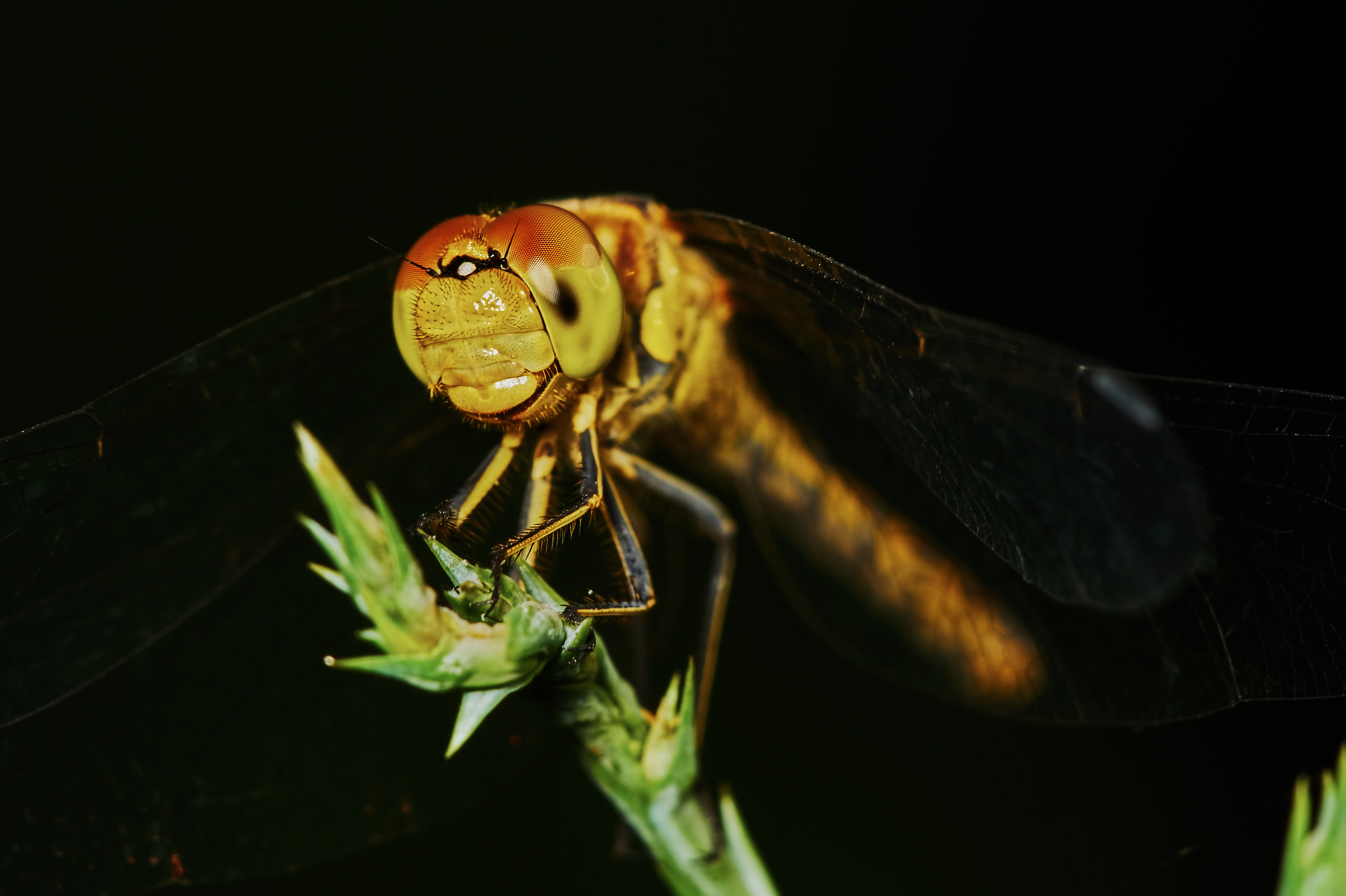 150mm F2.8 sample photo. Portrait of a dragonfly photography