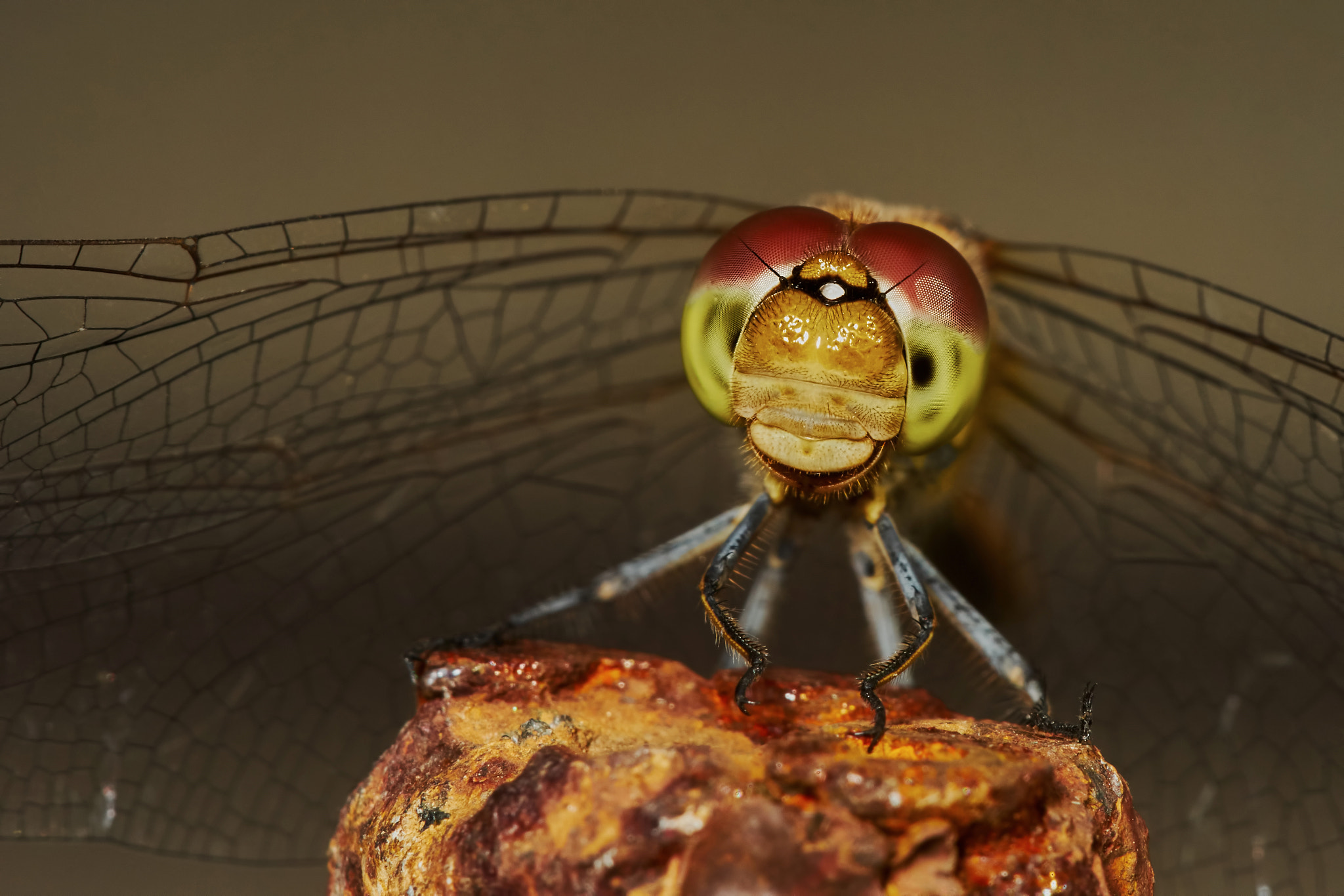 150mm F2.8 sample photo. Portrait of a dragonfly photography
