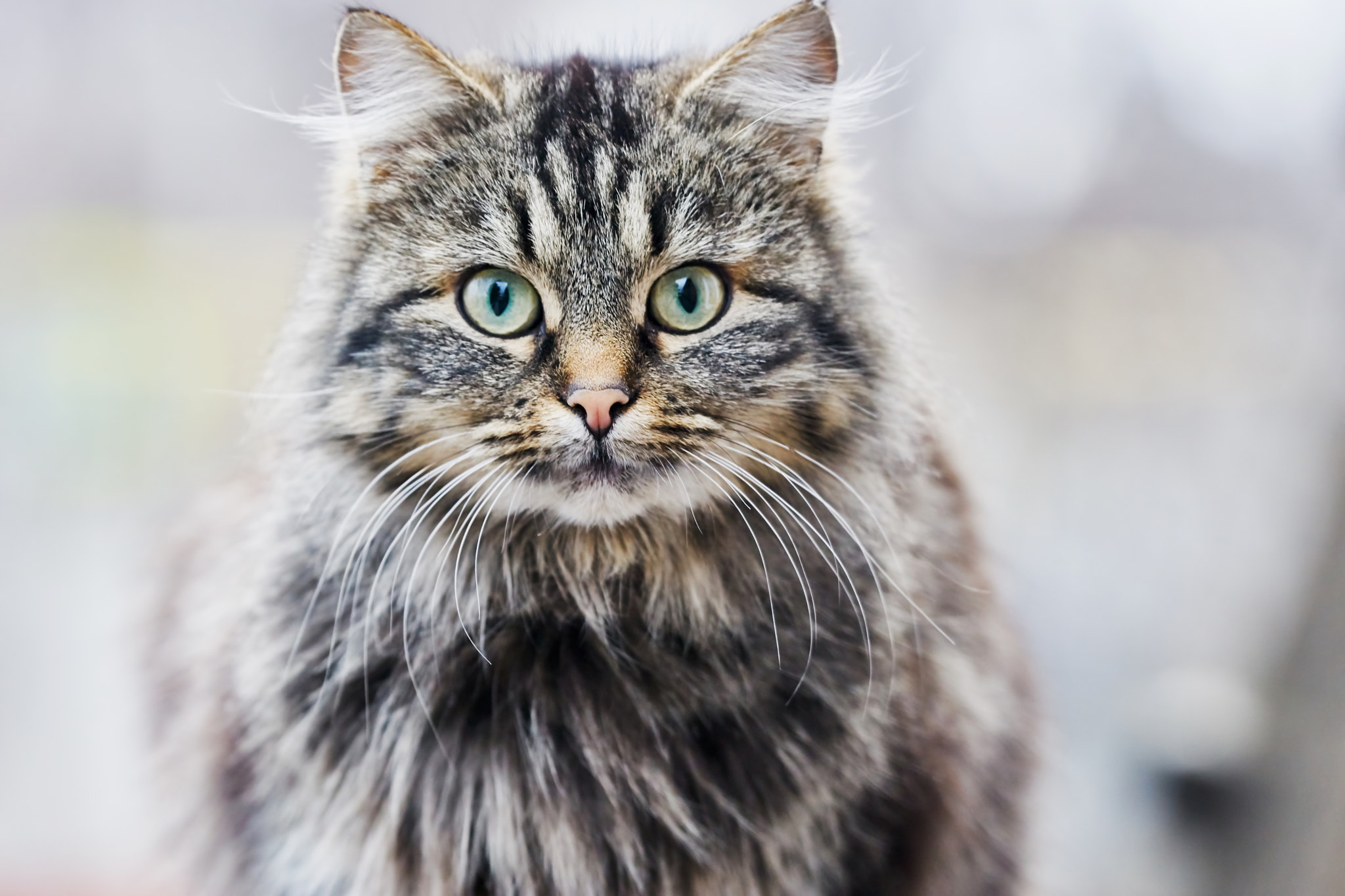 Sony ILCA-77M2 + 150mm F2.8 sample photo. Gray cat photography