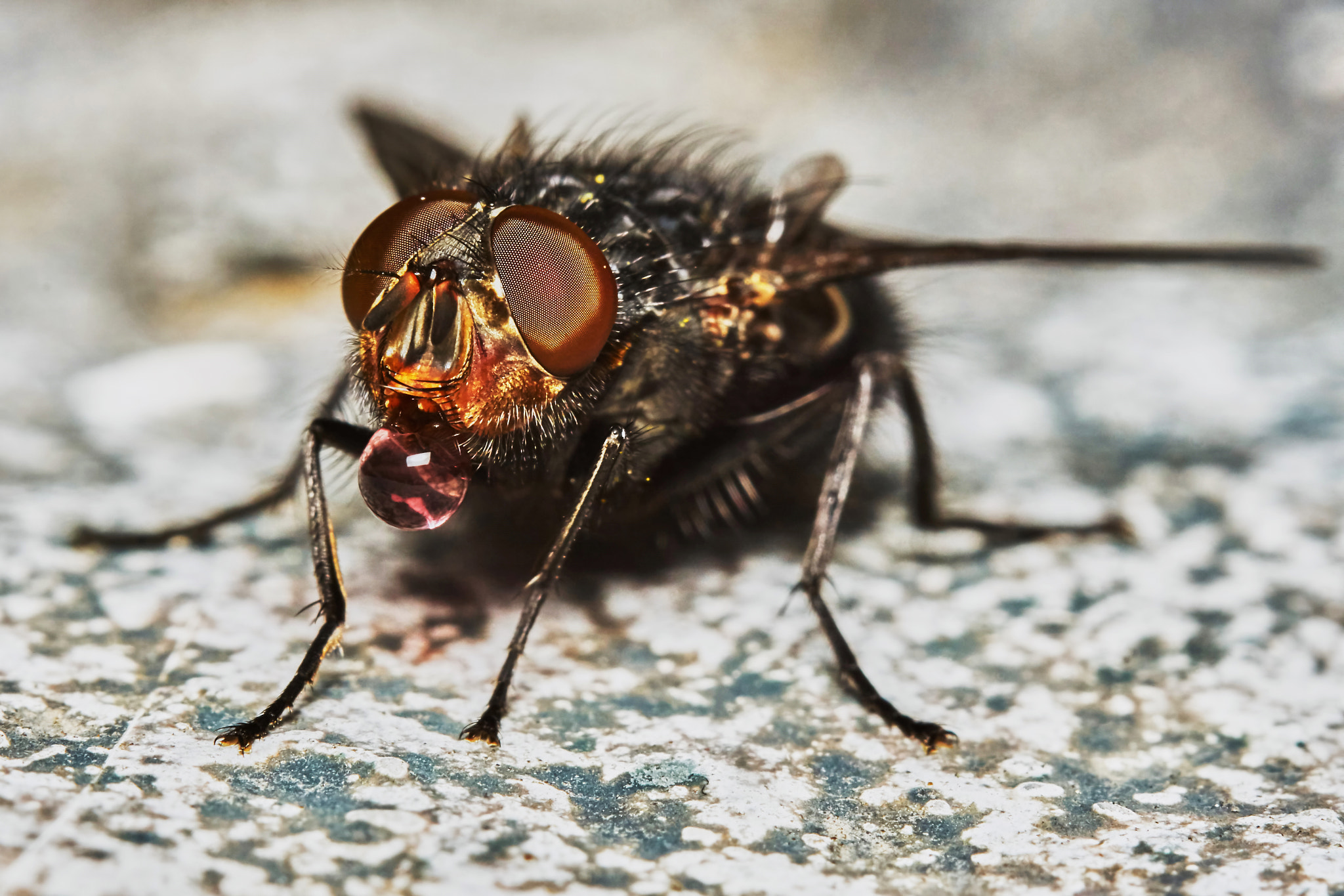 Sony ILCA-77M2 + 150mm F2.8 sample photo. Gray fly drinking photography