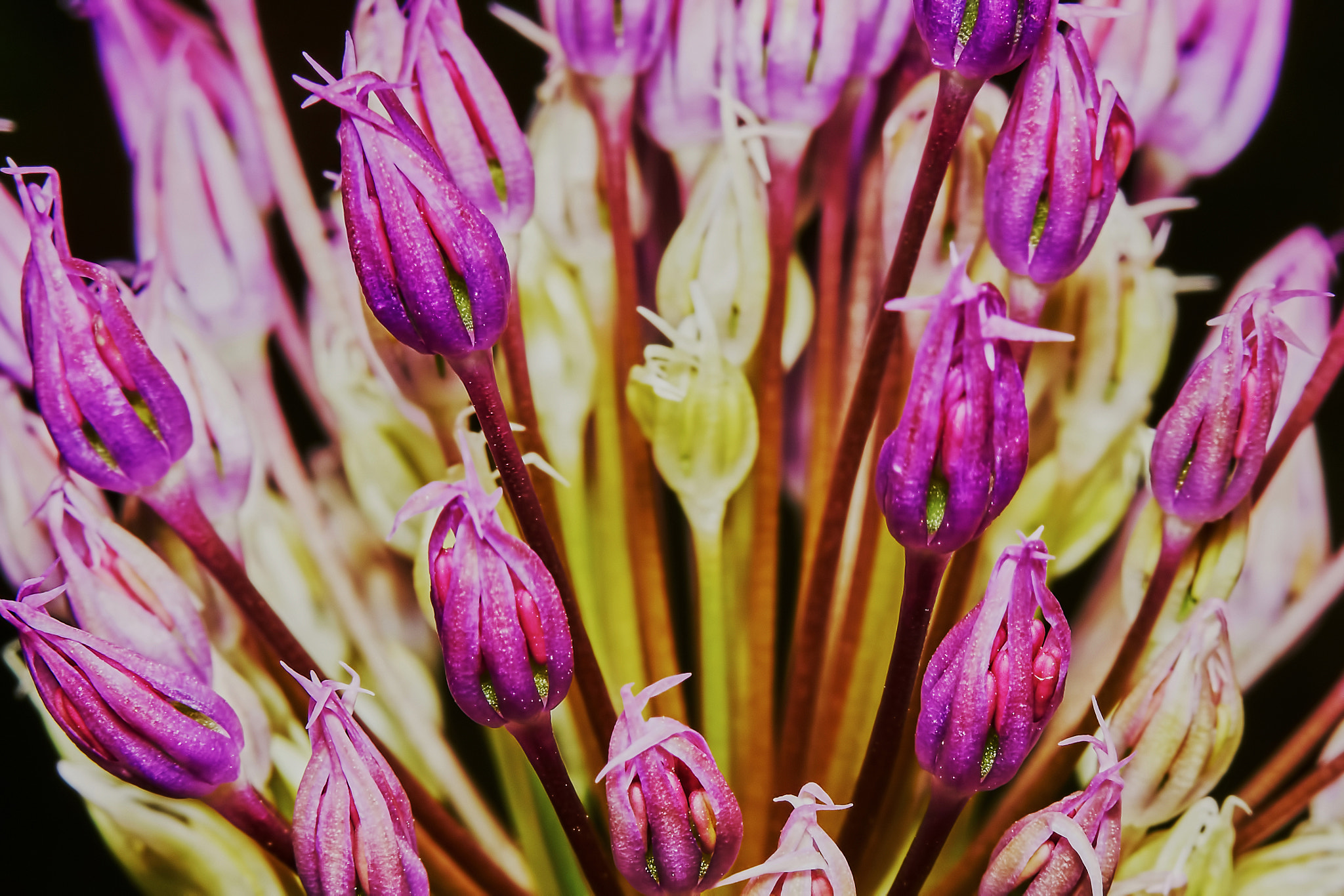 Sony ILCA-77M2 + 150mm F2.8 sample photo. Purple allium flower photography