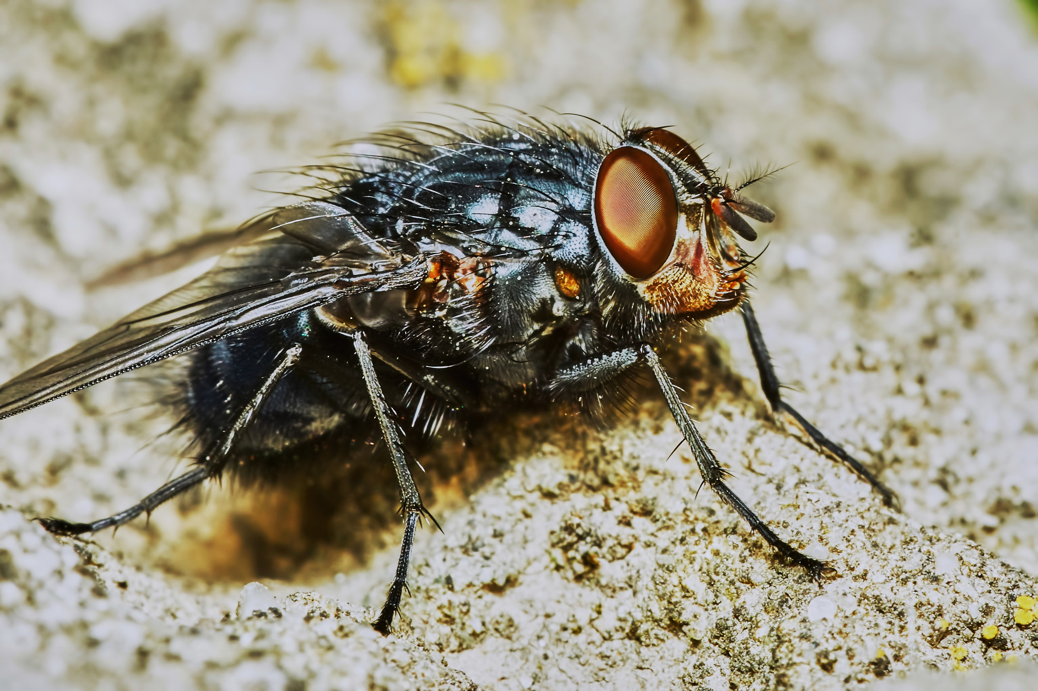 150mm F2.8 sample photo. Gray fly photography