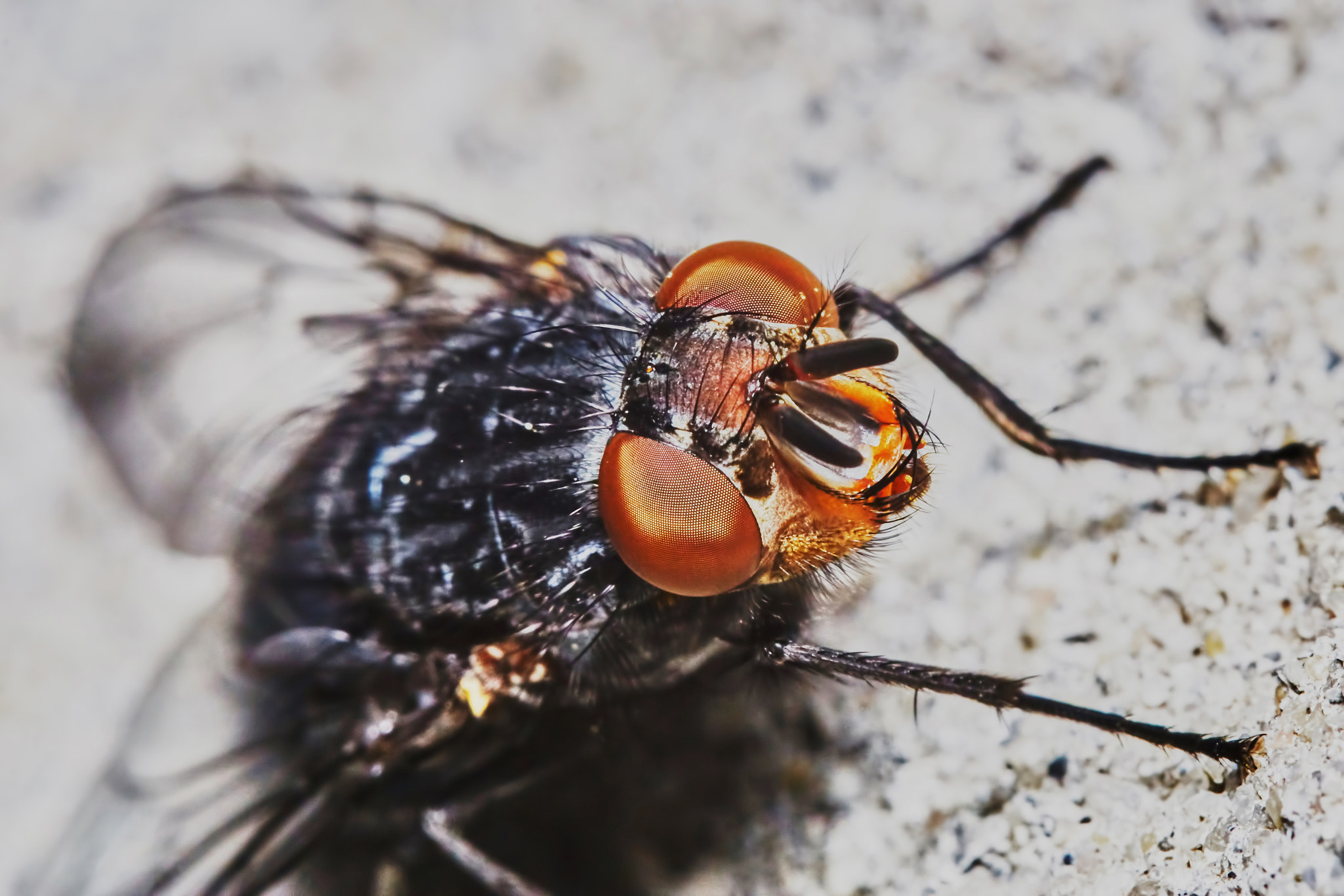 Sony ILCA-77M2 + 150mm F2.8 sample photo. Gray fly photography