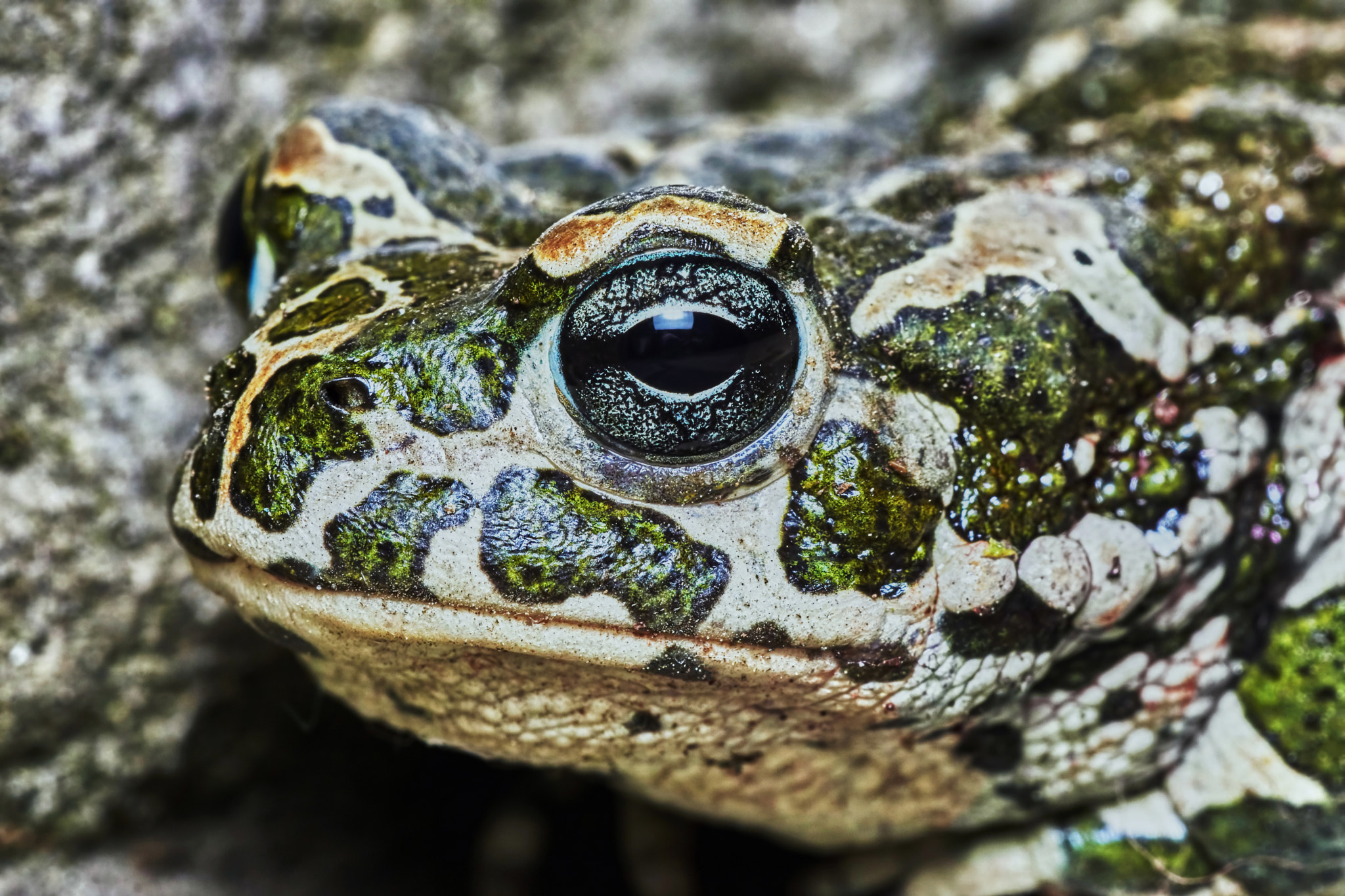 Sony ILCA-77M2 + 150mm F2.8 sample photo. Green frog photography