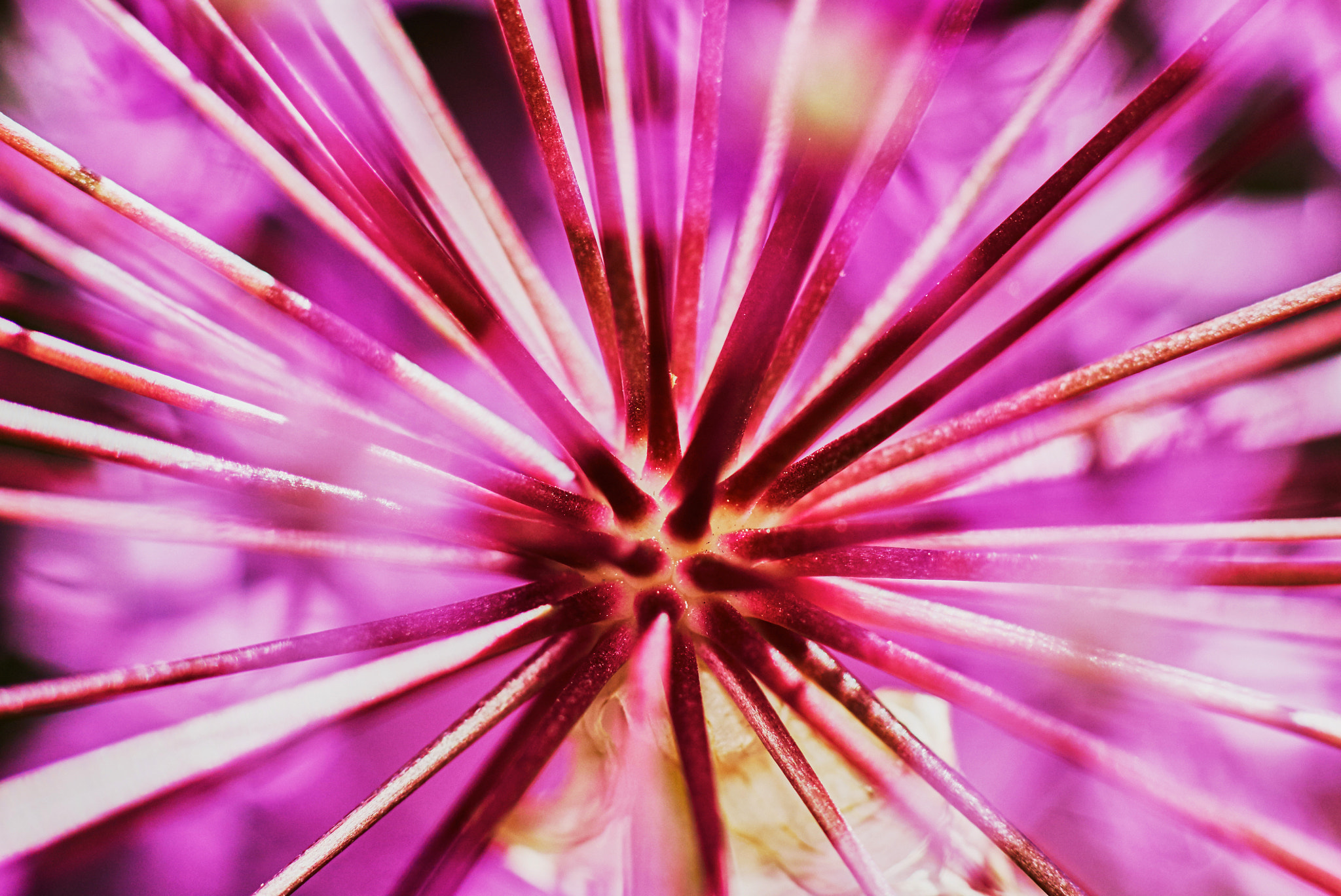 Tamron SP AF 90mm F2.8 Di Macro sample photo. Purple allium flower bulbs photography