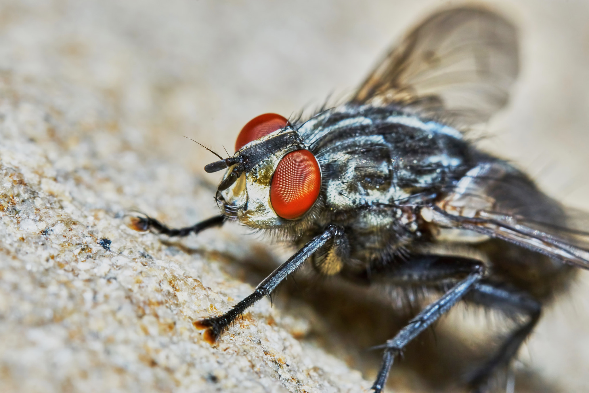 Sony ILCA-77M2 + 150mm F2.8 sample photo. Gray fly photography