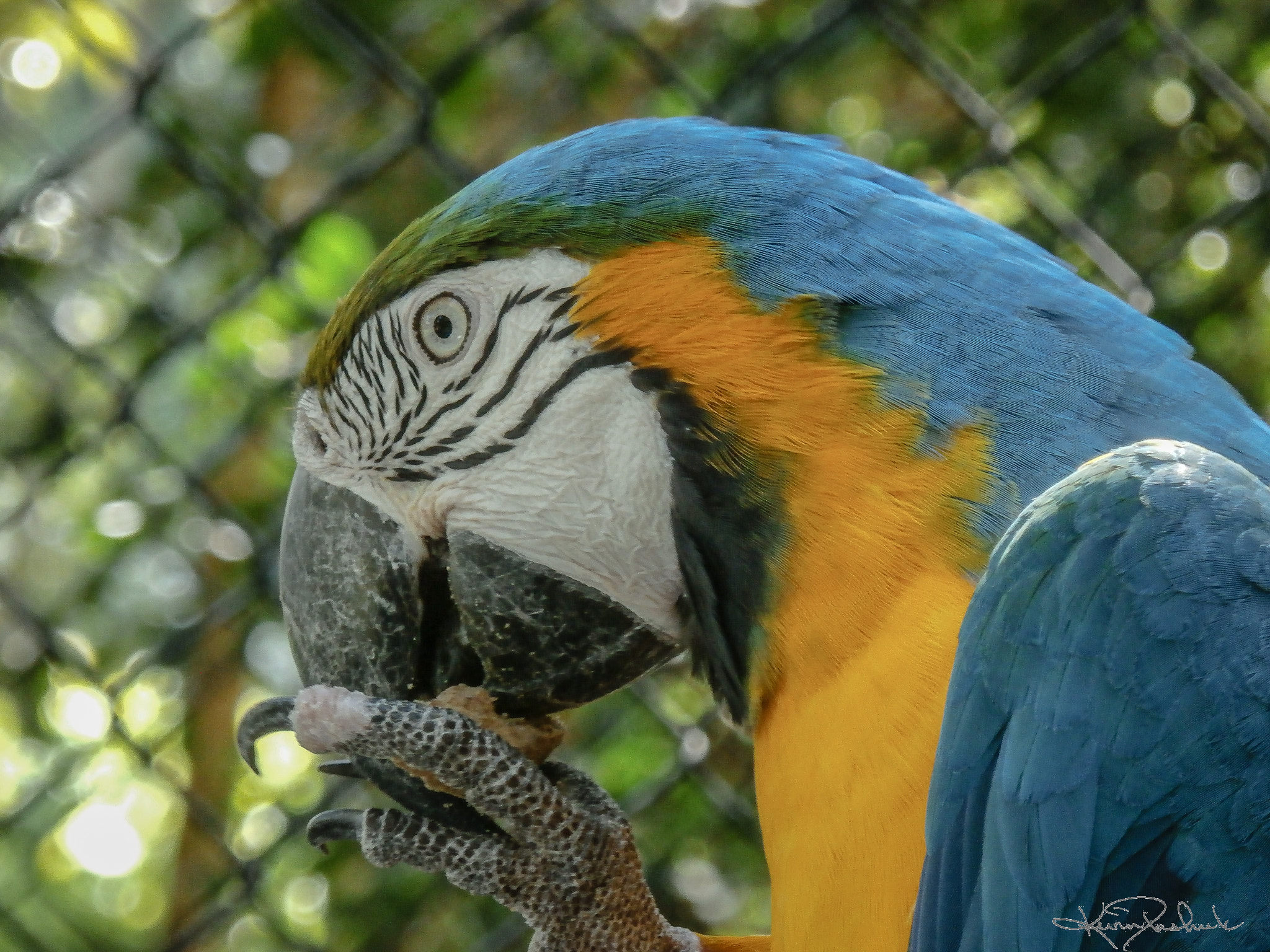 Olympus SZ-15,DZ-100 sample photo. Rainbow parrot photography