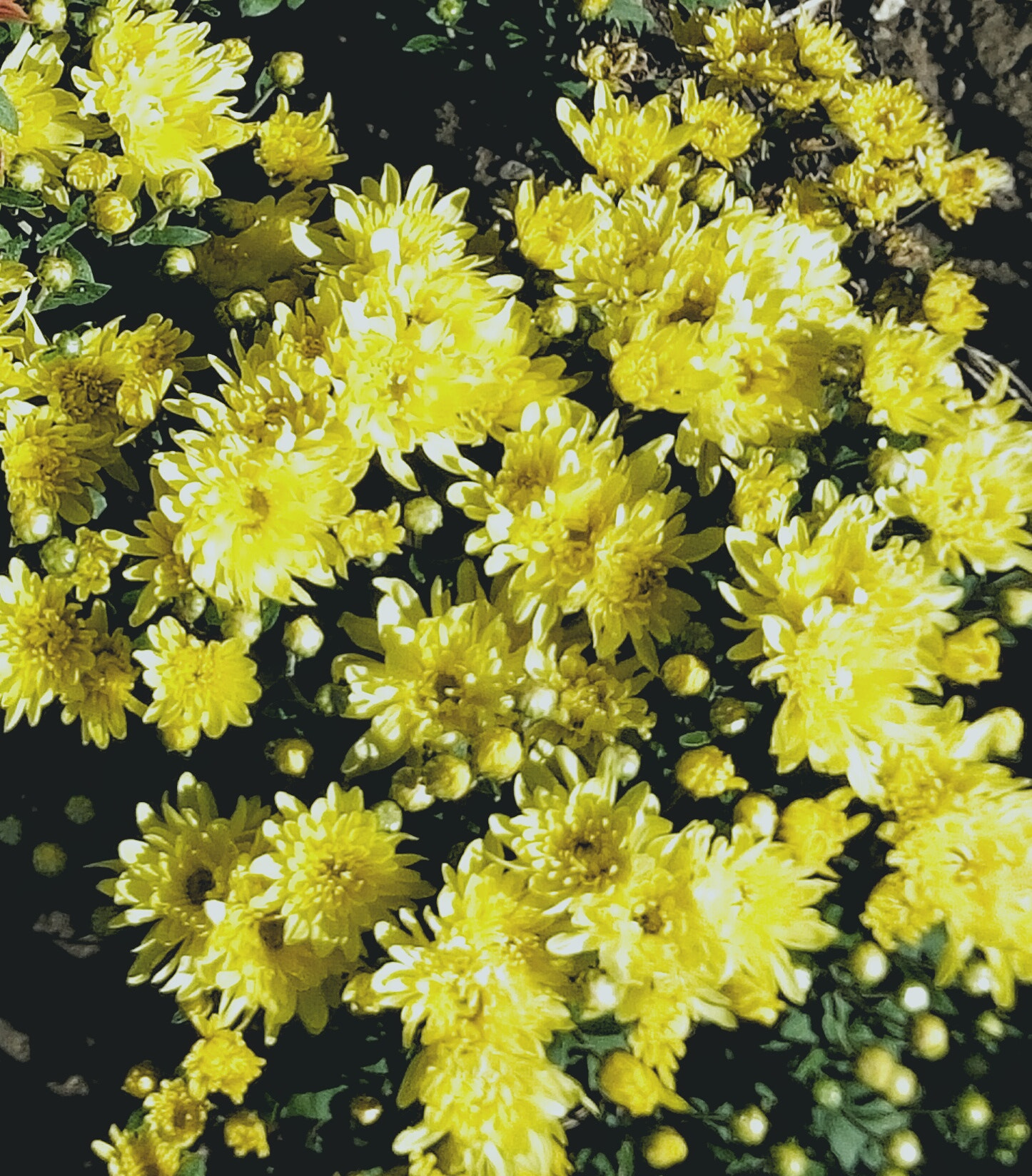OPPO R7 sample photo. 复古小花 photography