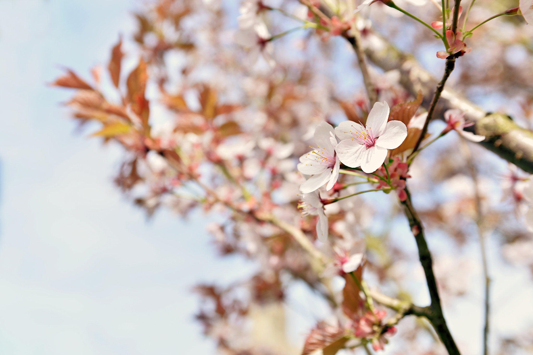 Nikon D610 + AF Zoom-Nikkor 35-70mm f/2.8D sample photo. Cherry blossom under the sky photography