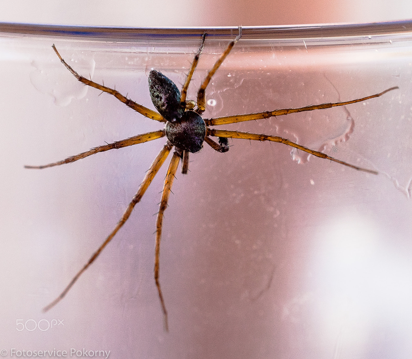 Sony a7 + Sony 50mm F2.8 Macro sample photo. Spinne auf einem glas photography