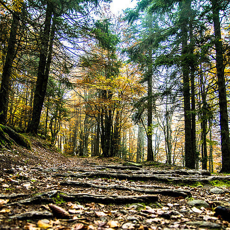 Sony SLT-A65 (SLT-A65V) sample photo. Forest path photography