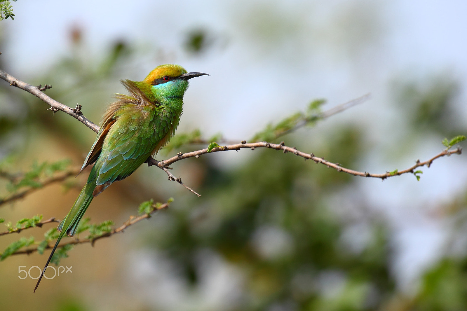 Canon EF 100-400mm F4.5-5.6L IS II USM sample photo. Natural beauty photography